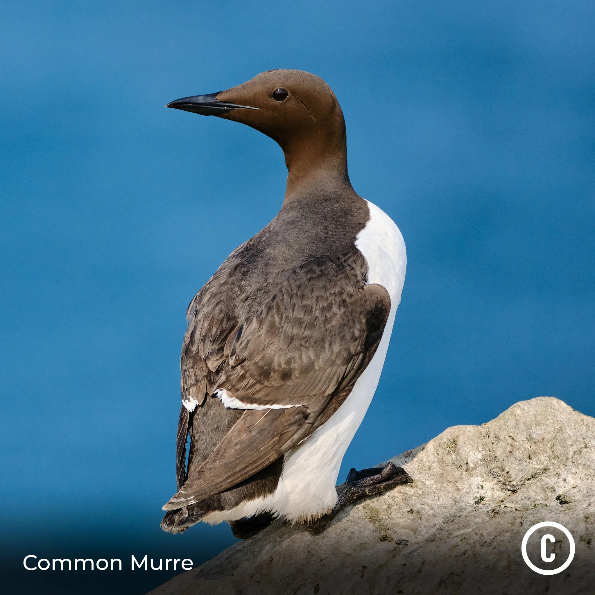 Common Murre