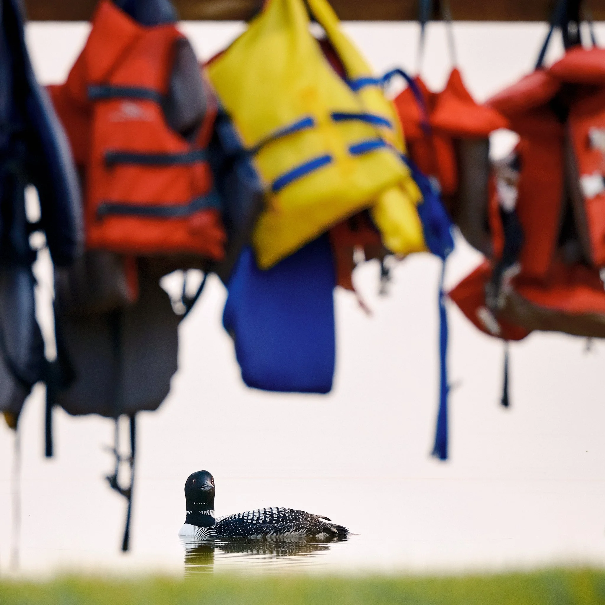 Common Loons don't need lifejacks