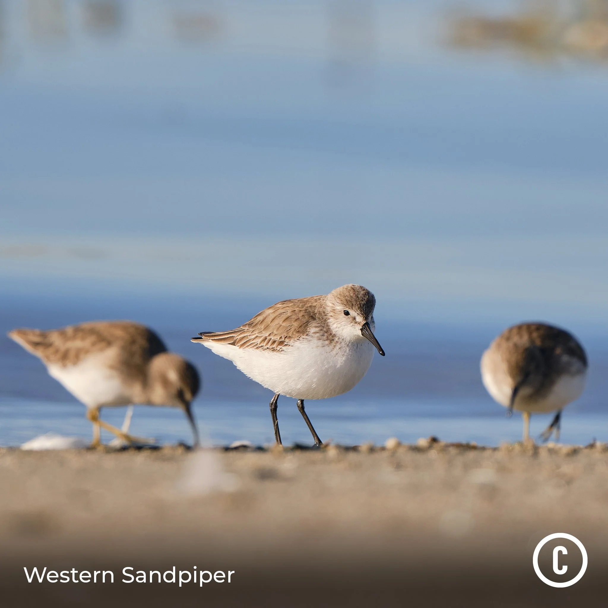 Western Sandpiper
