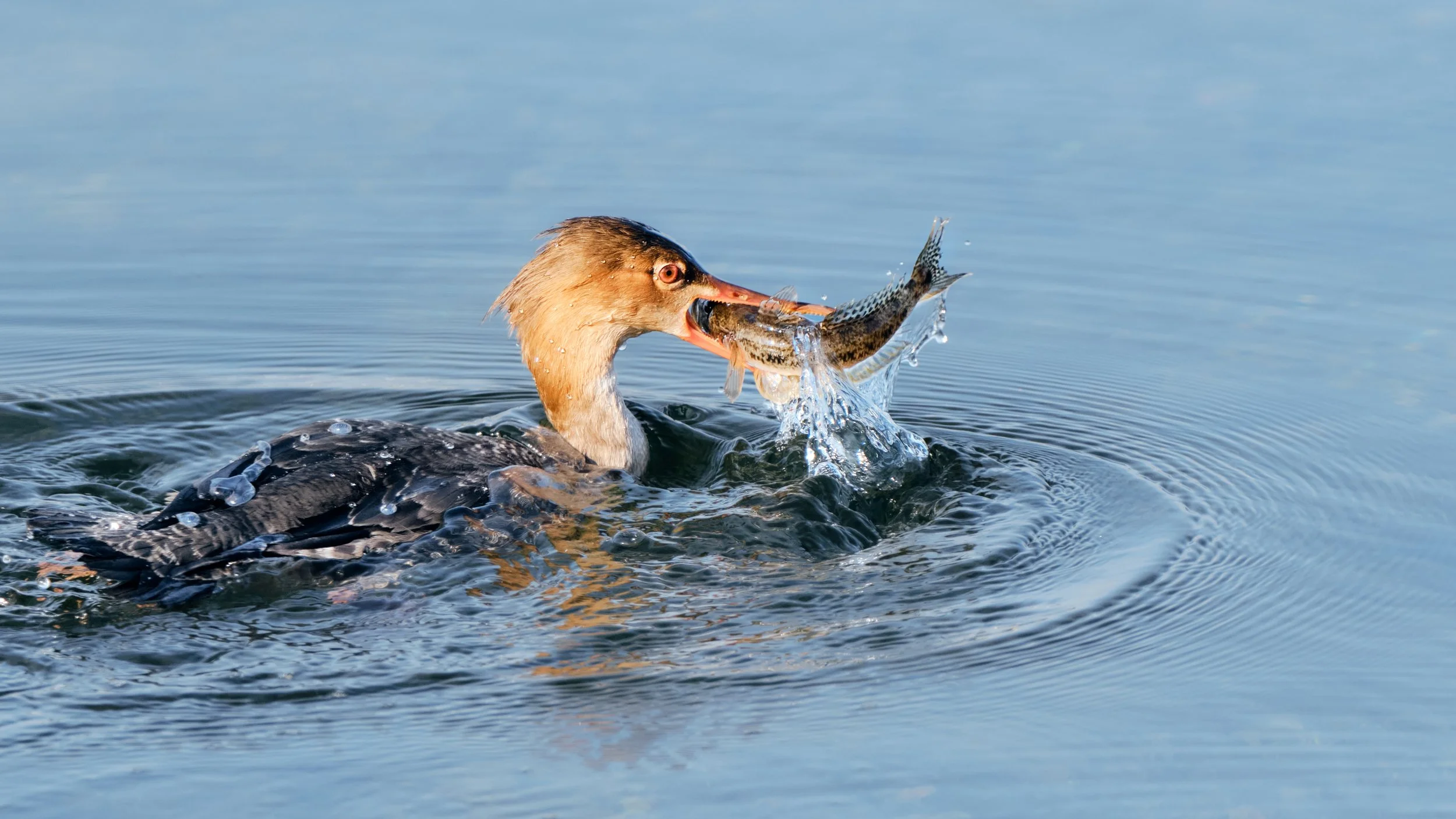 Common Merganser nabs a meal