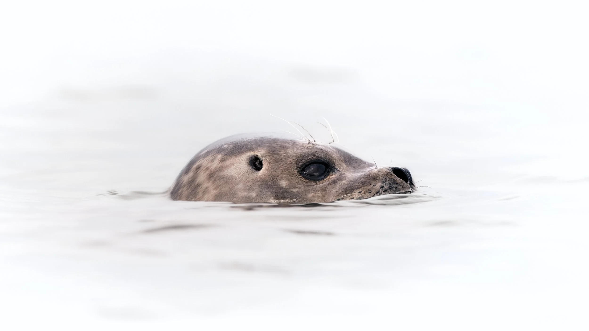 Harbor Seal in the Elkhorn Slough