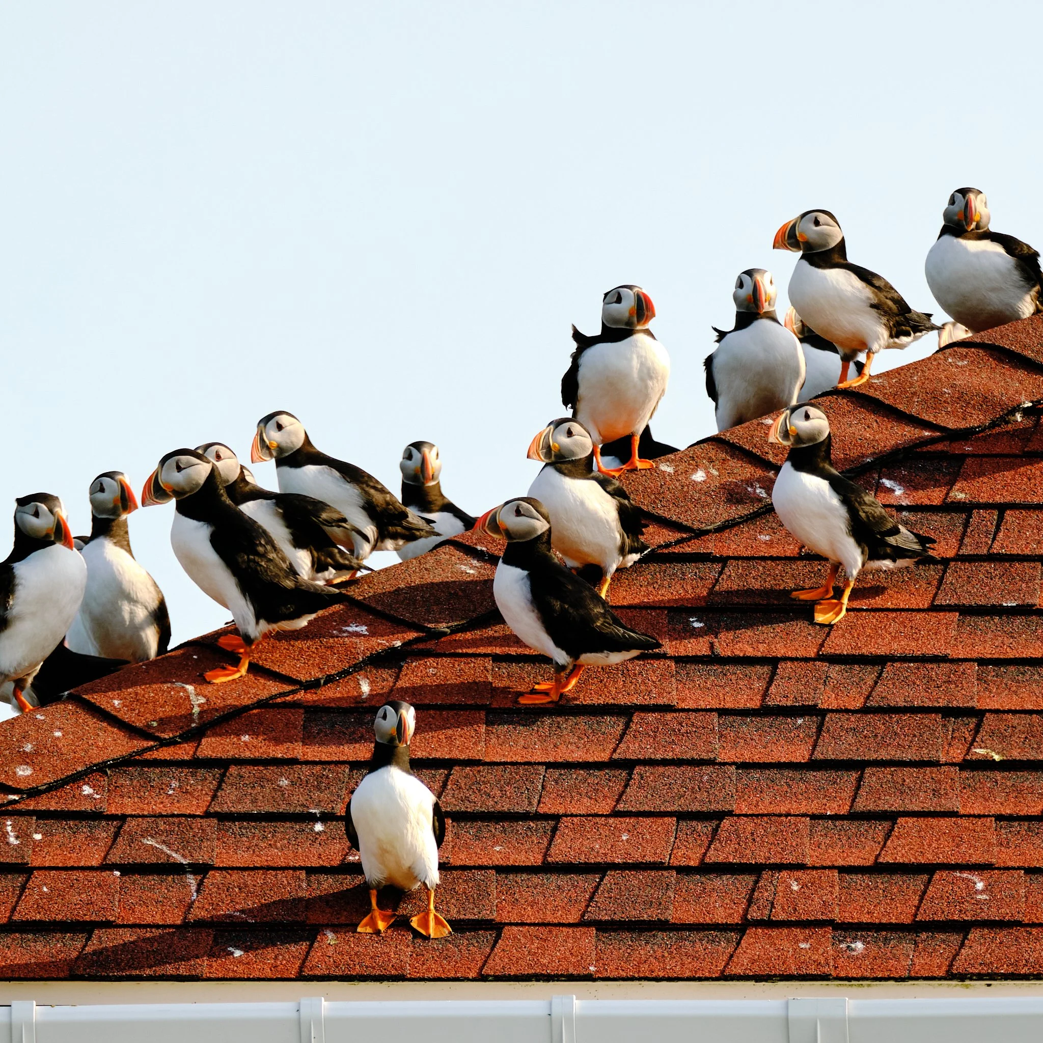 Atlantic Puffin roof party