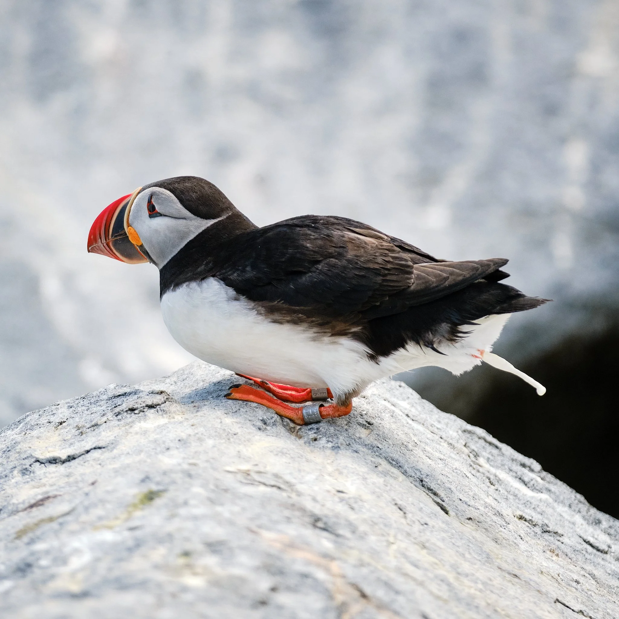 Poopin Puffin