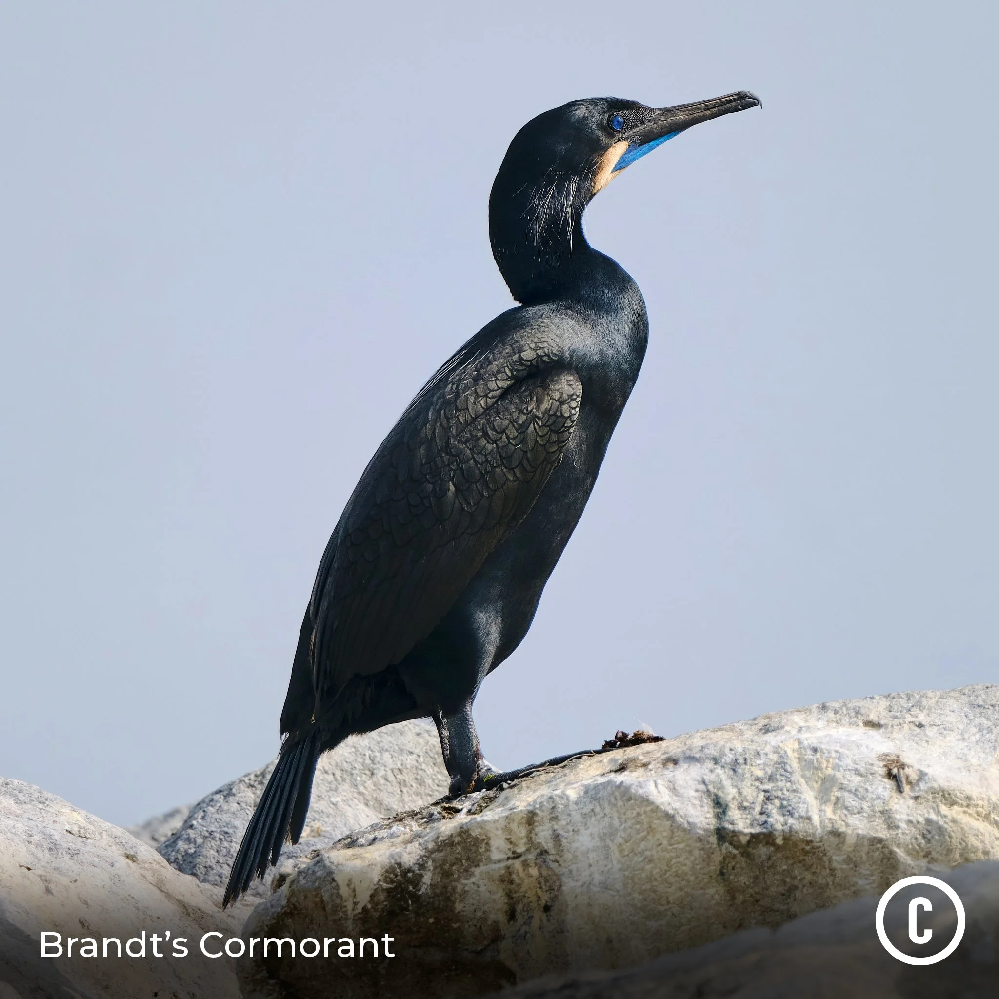 Brandt's Cormorant