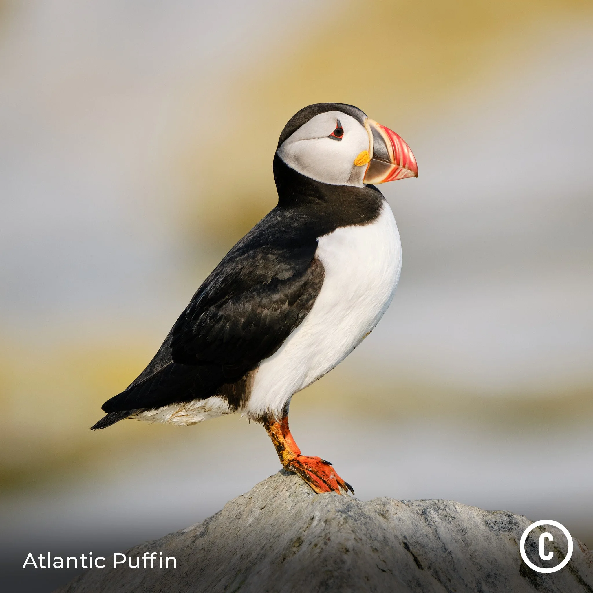 Atlantic Puffin