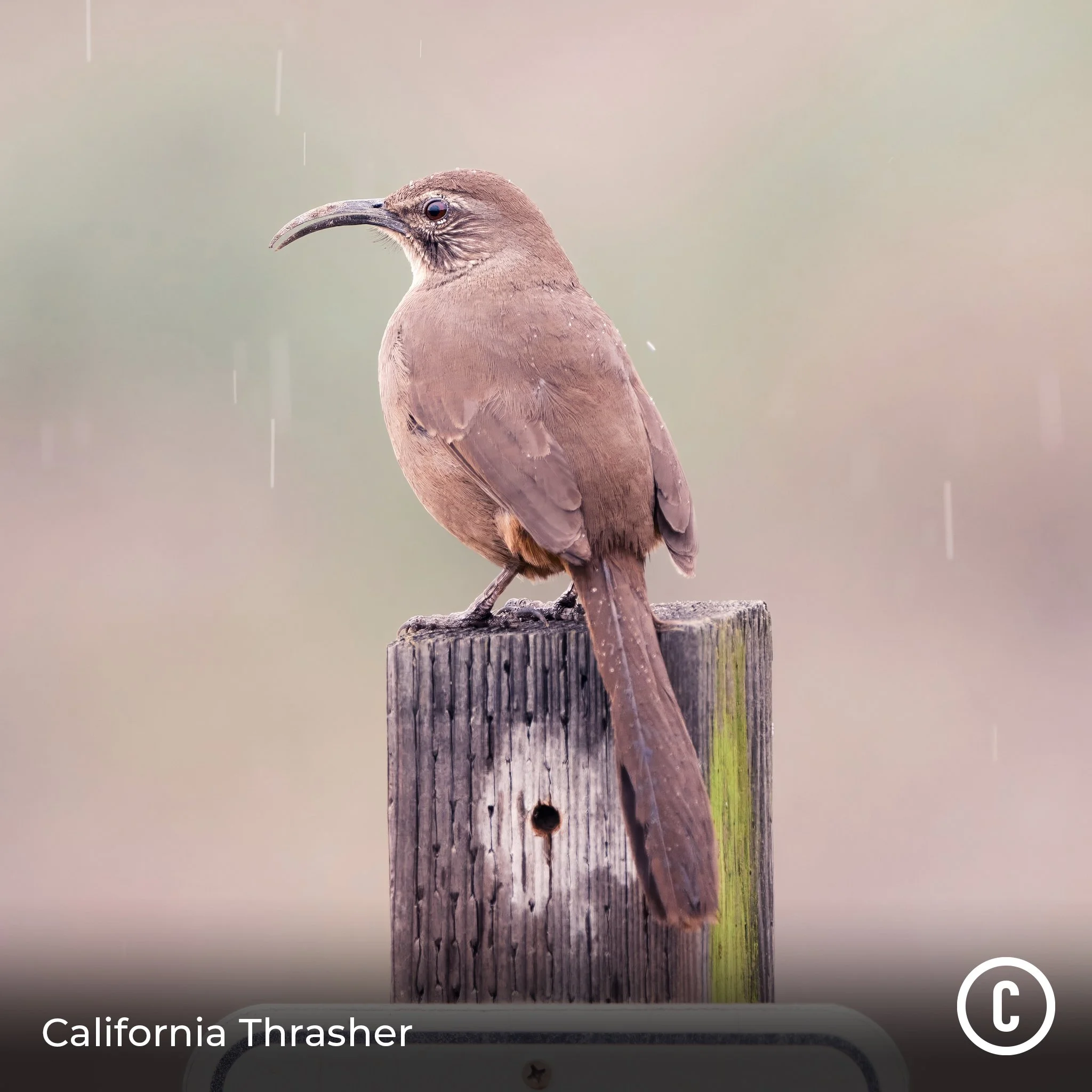 California Thrasher