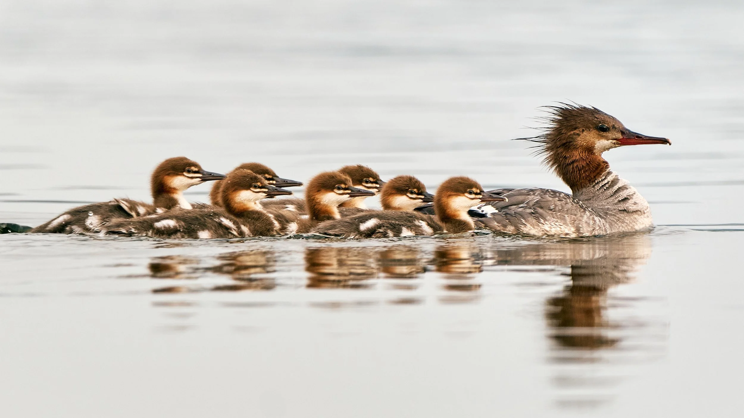 The Common Merganser family goes fishing