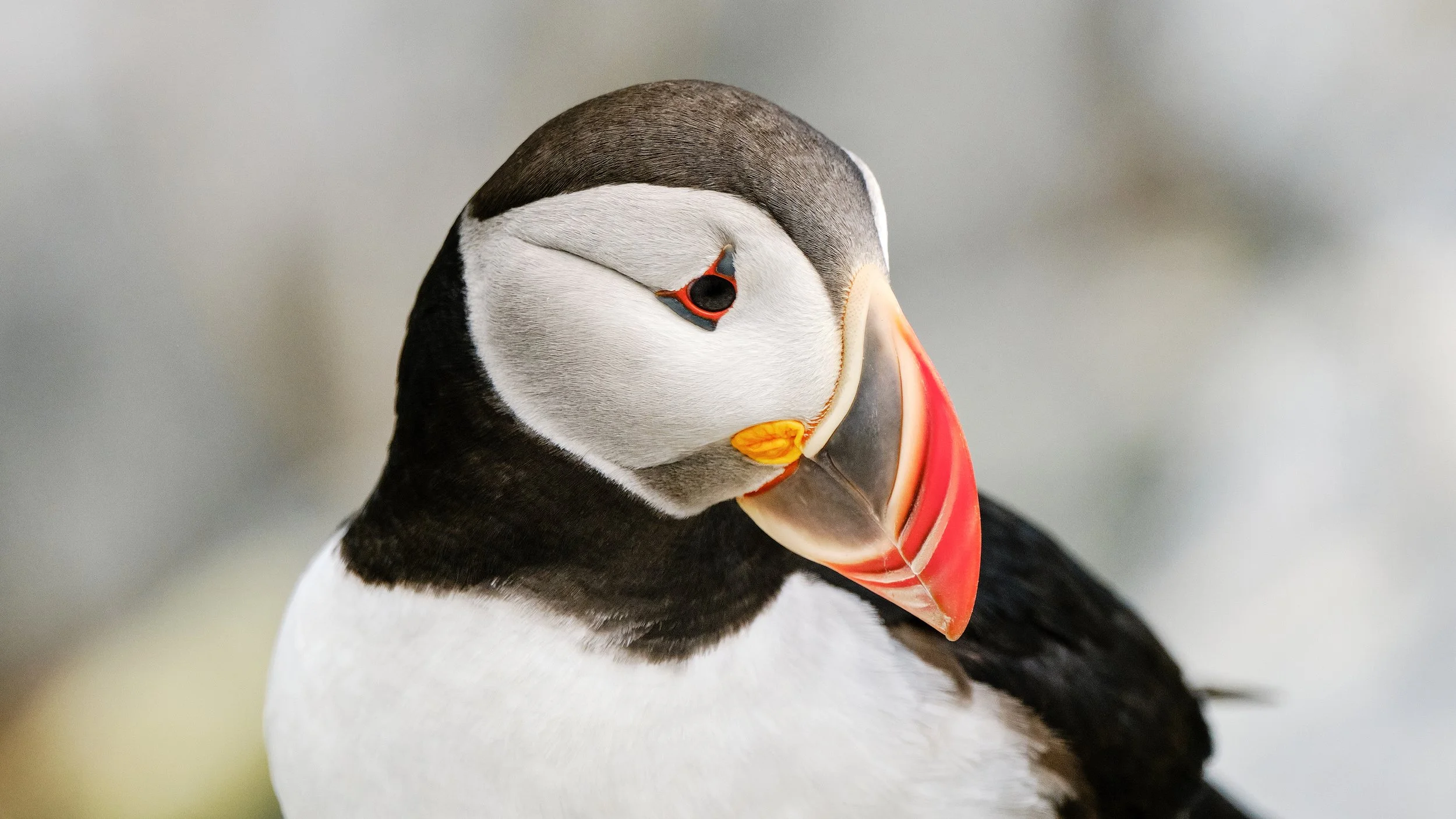 Portrait of a Puffin (the Atlantic kind)