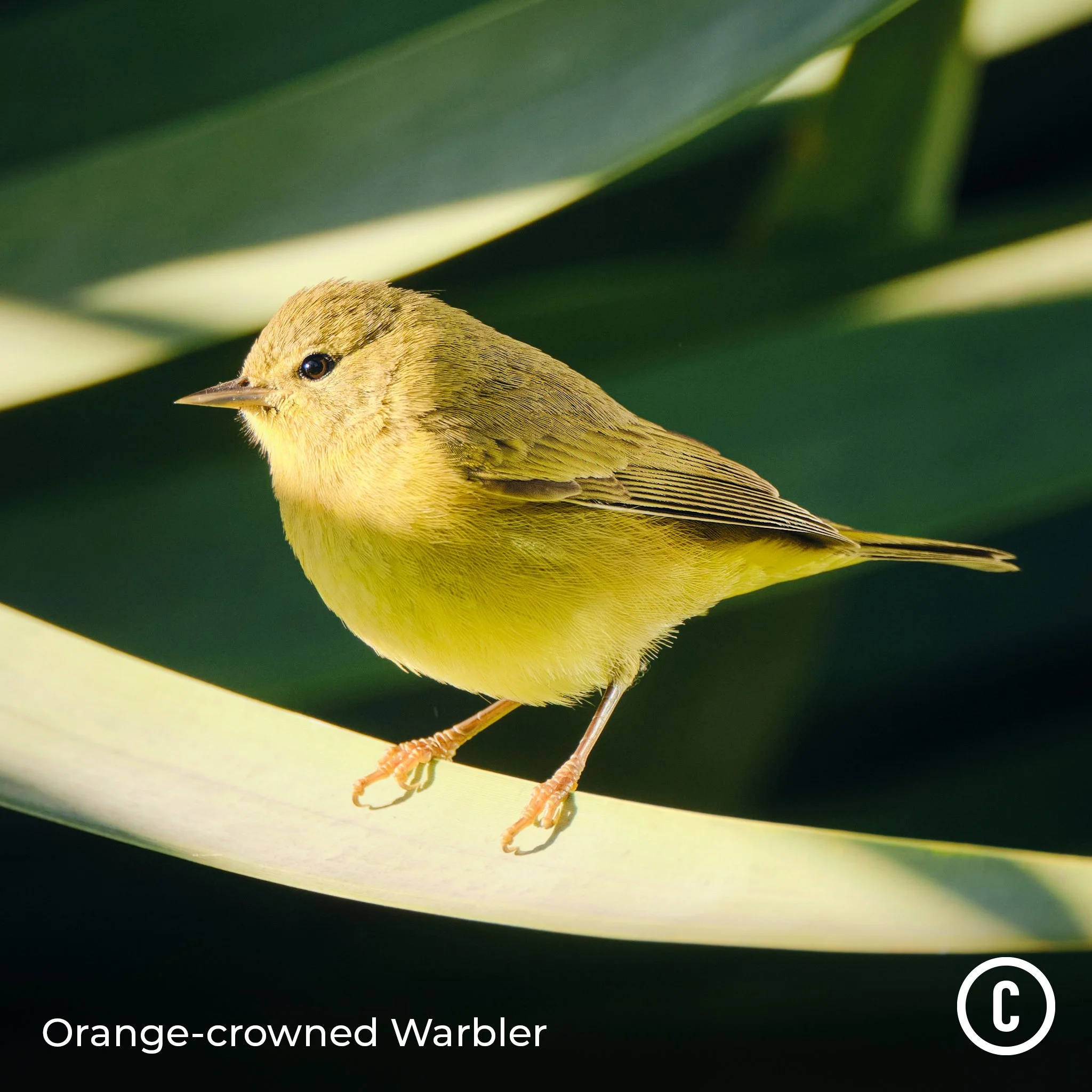 Orange-crowned Warbler