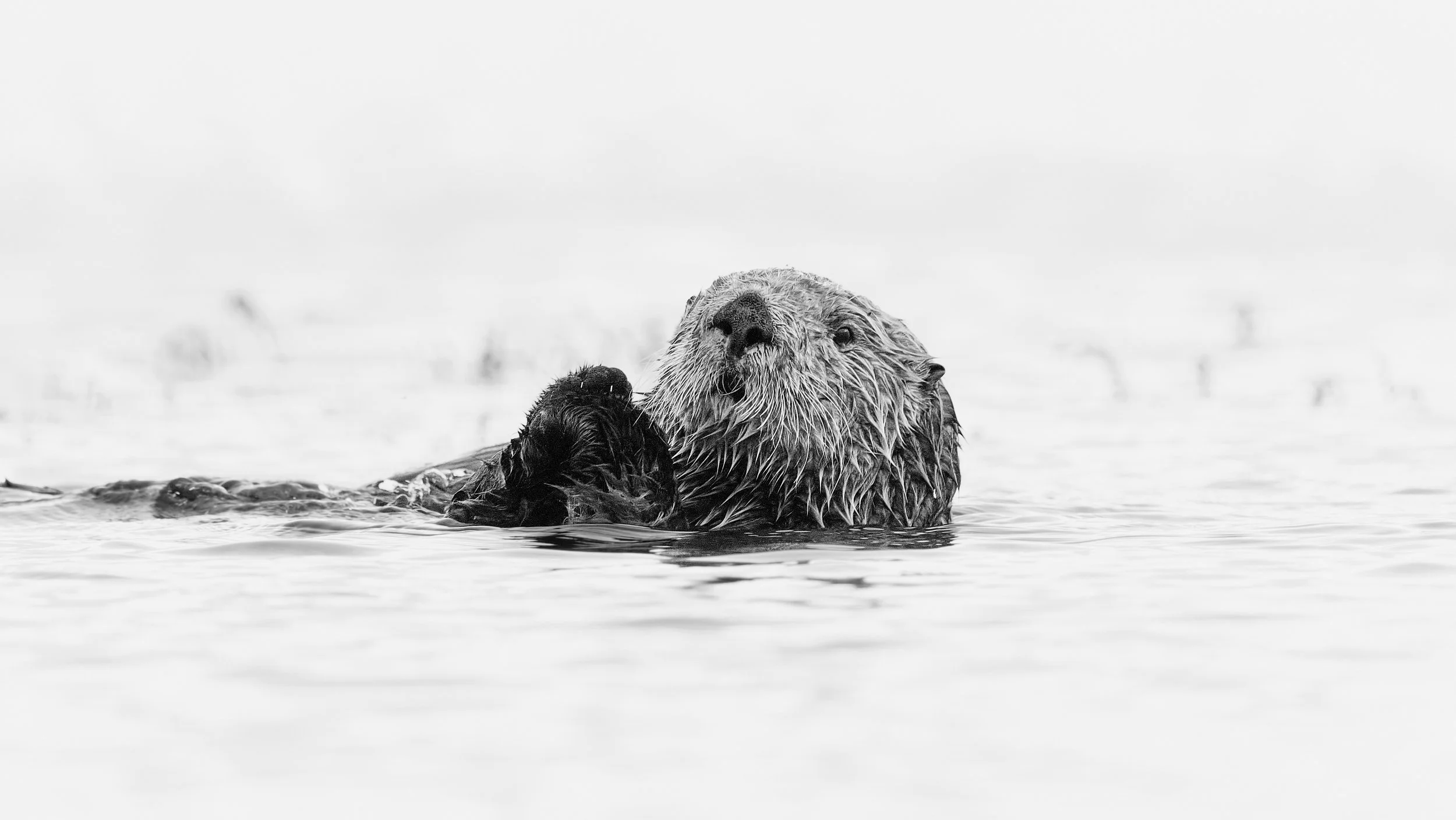 Sea Otter in the Elkhorn Slough