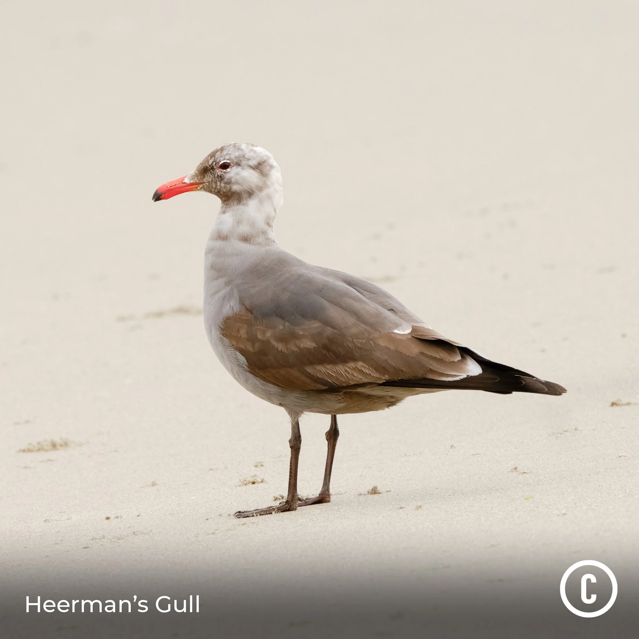 Heerman's Gull
