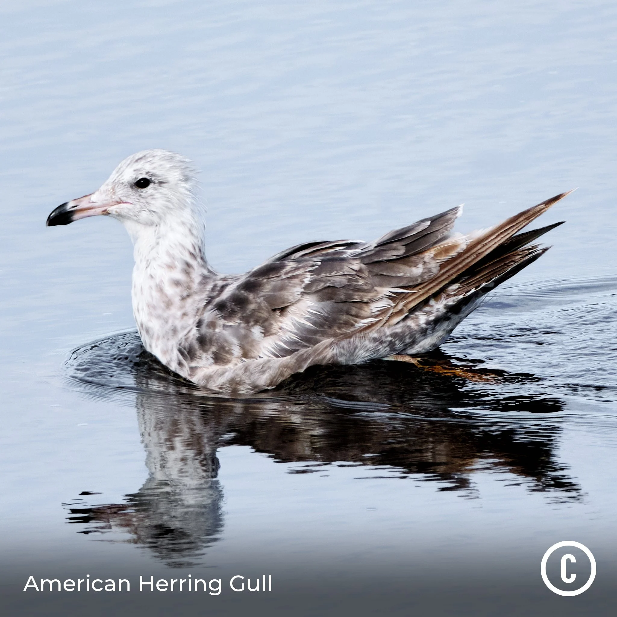 American Herring Gull