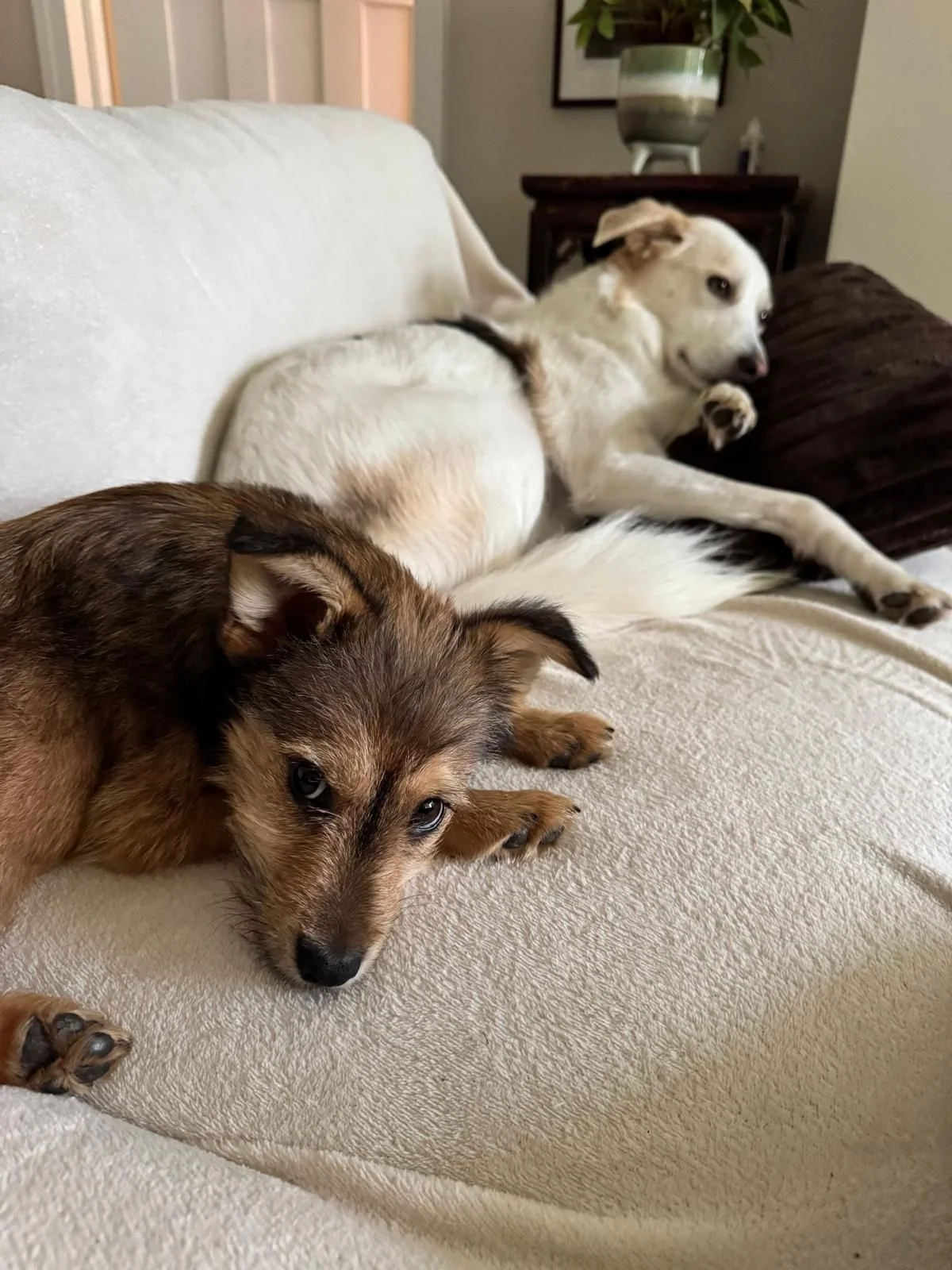 WhatsApp Image 2025-10-18 at 6.30.32 PM.jpeg