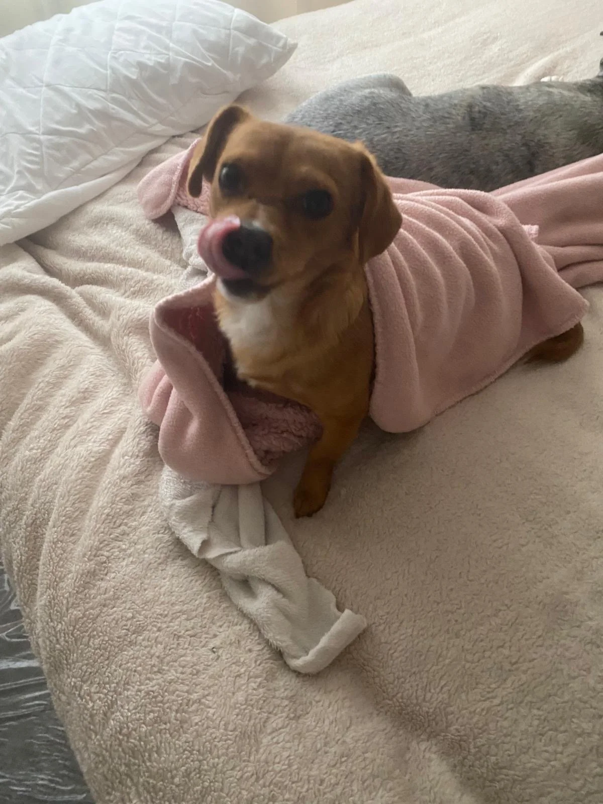 Meet Nellie - Adopted