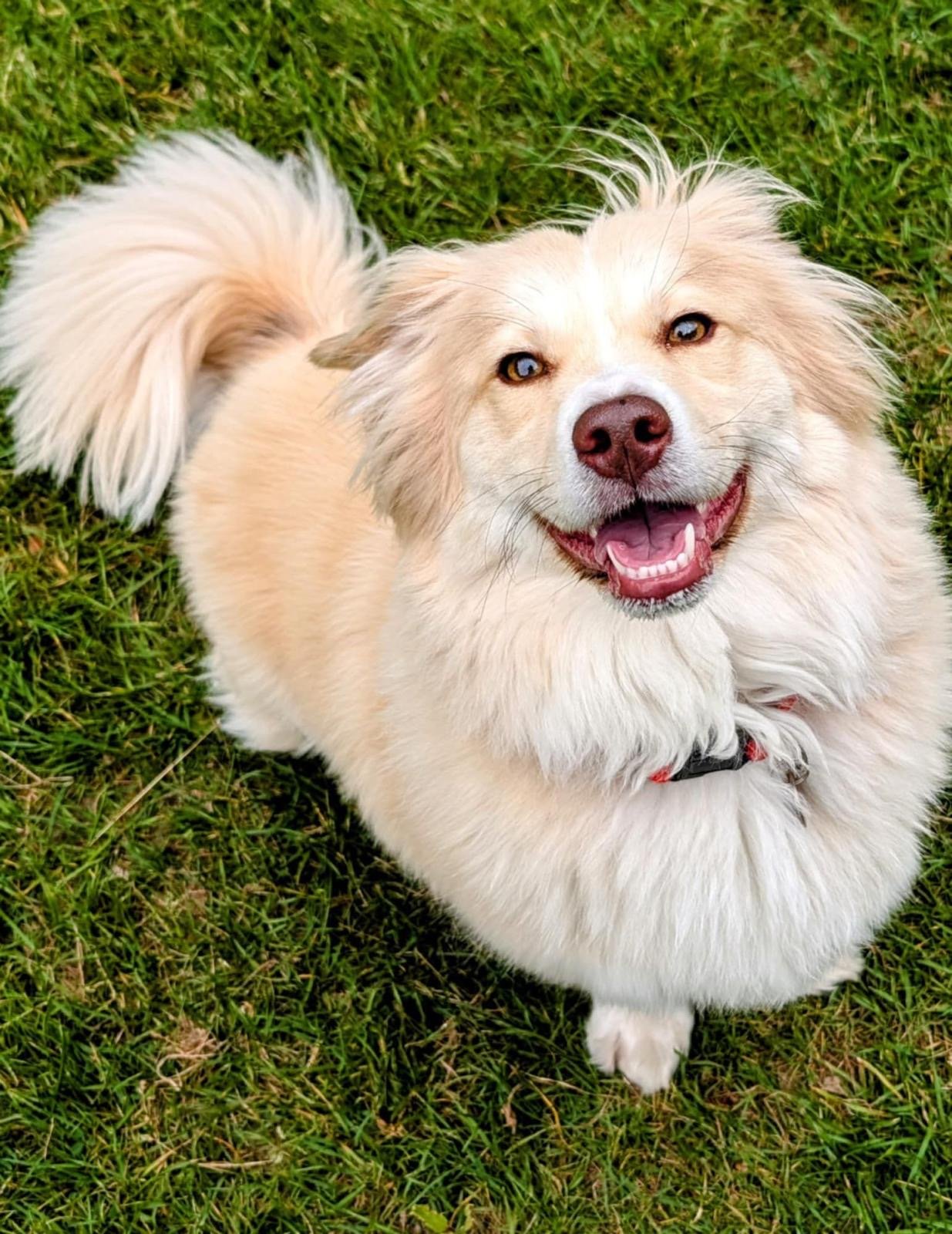 Meet Mabel - No longer taking applications