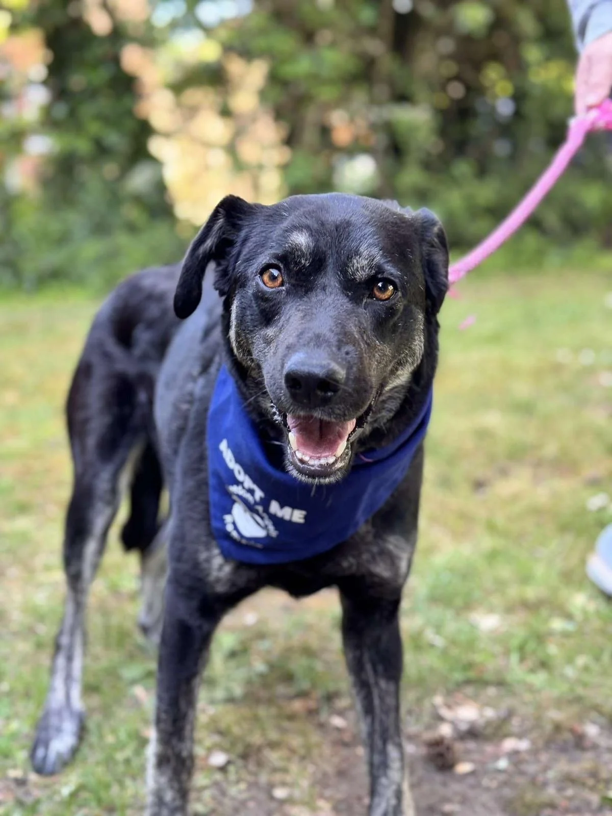 Important Update on Adoption Donations