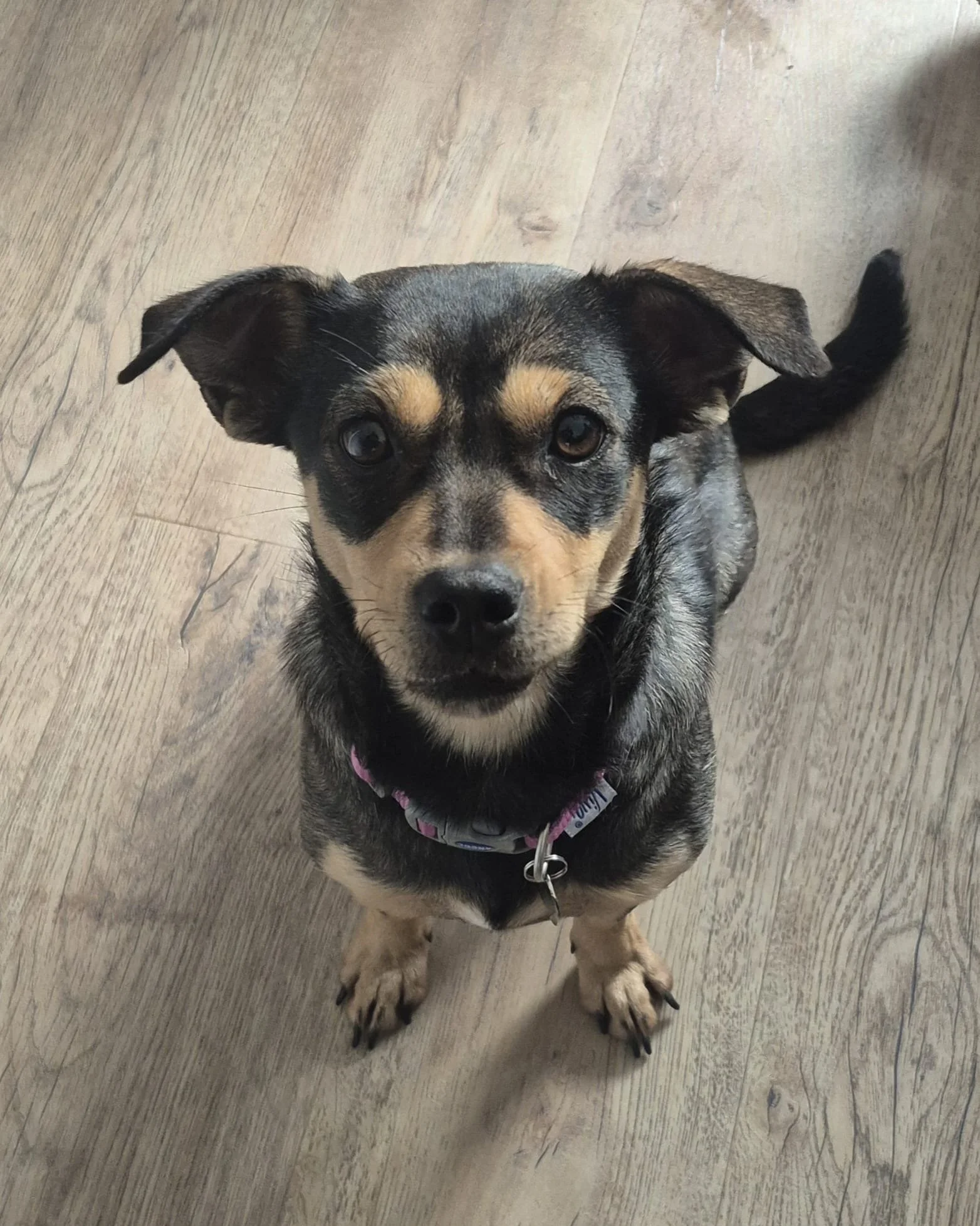 Meet Venice-Adoption Pending