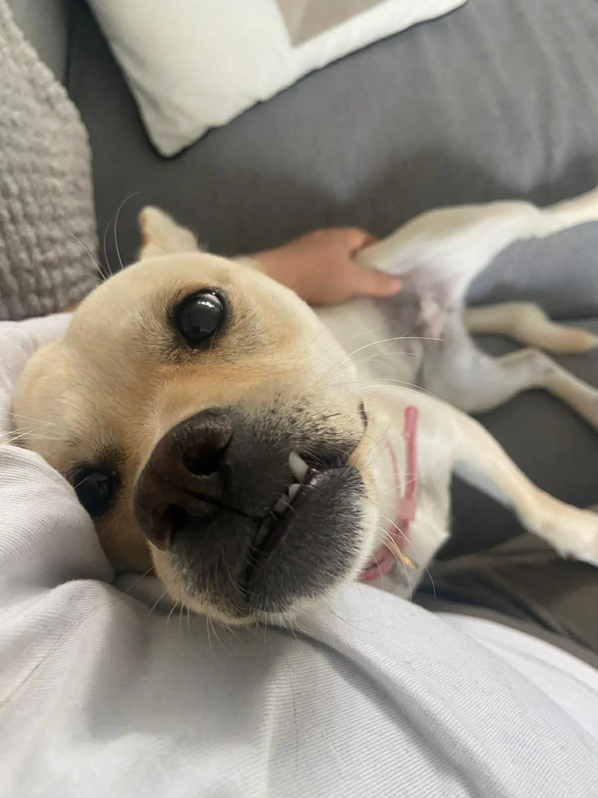Gwenie 8.jpg