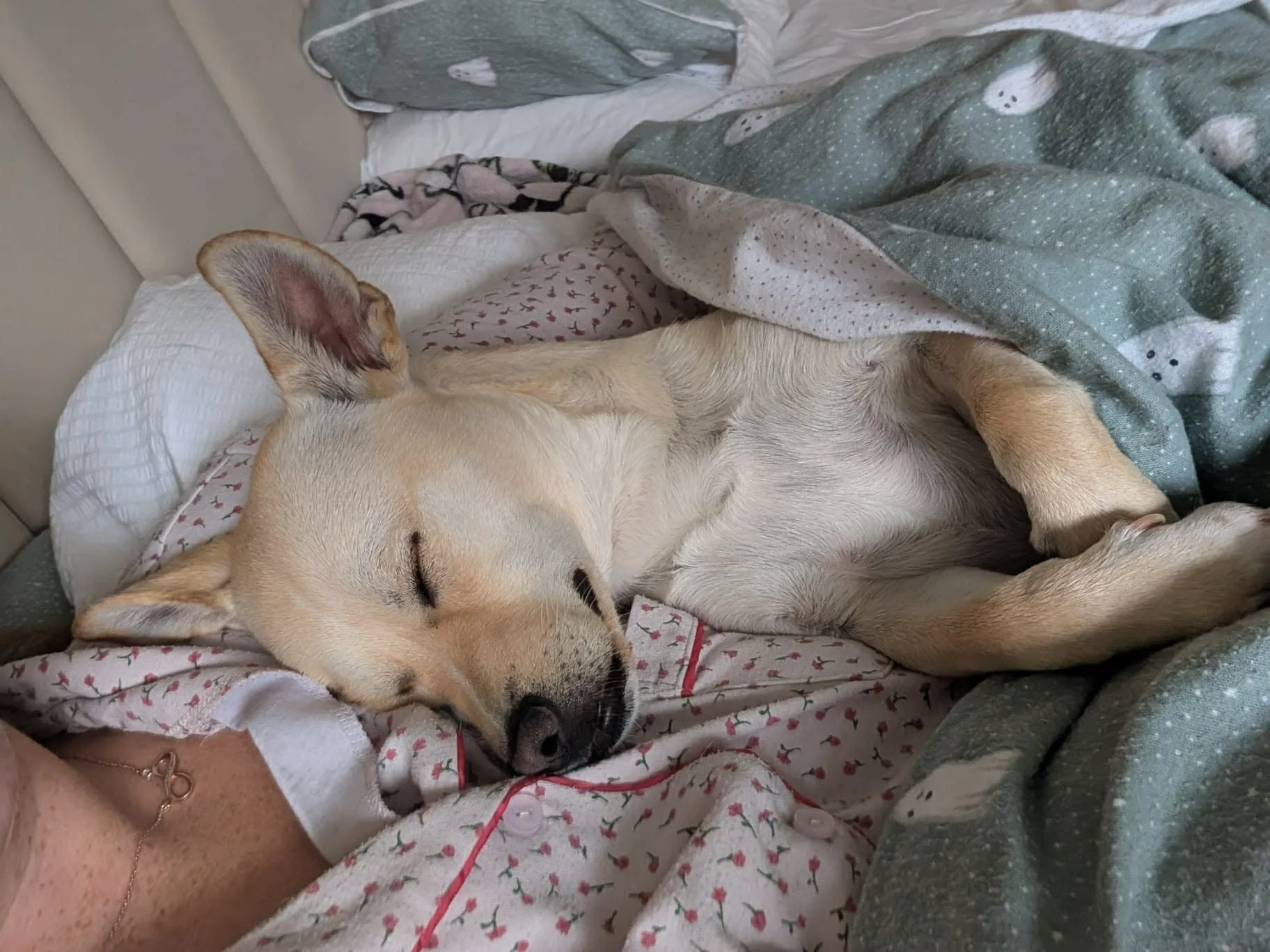 Gwenie 9.jpg