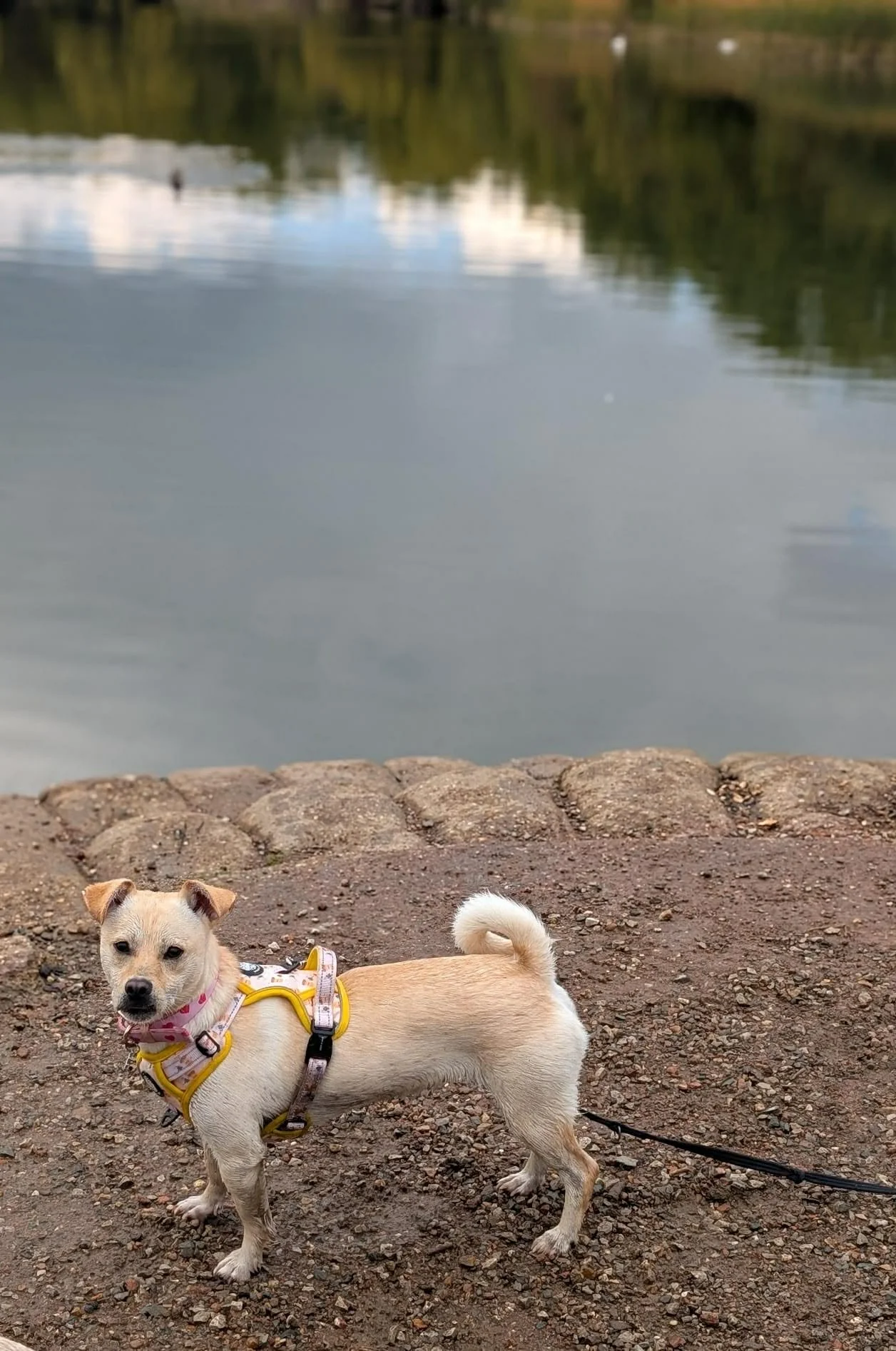 Gwenie 11.jpg
