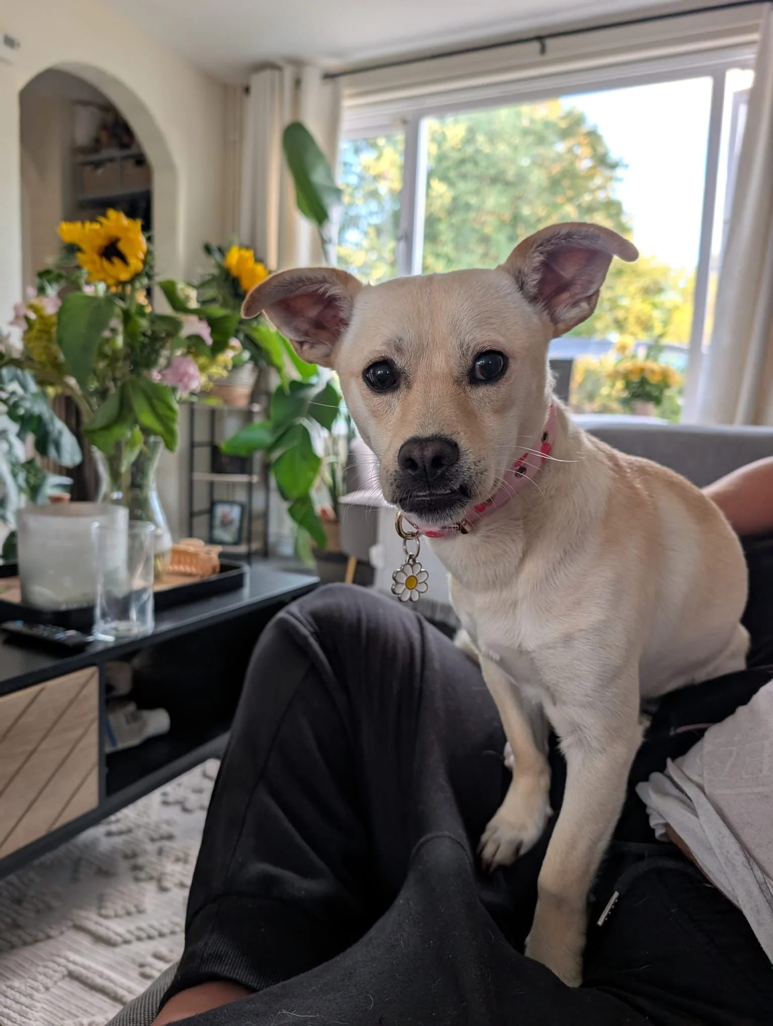 Dear Gwenie is looking for a new home.