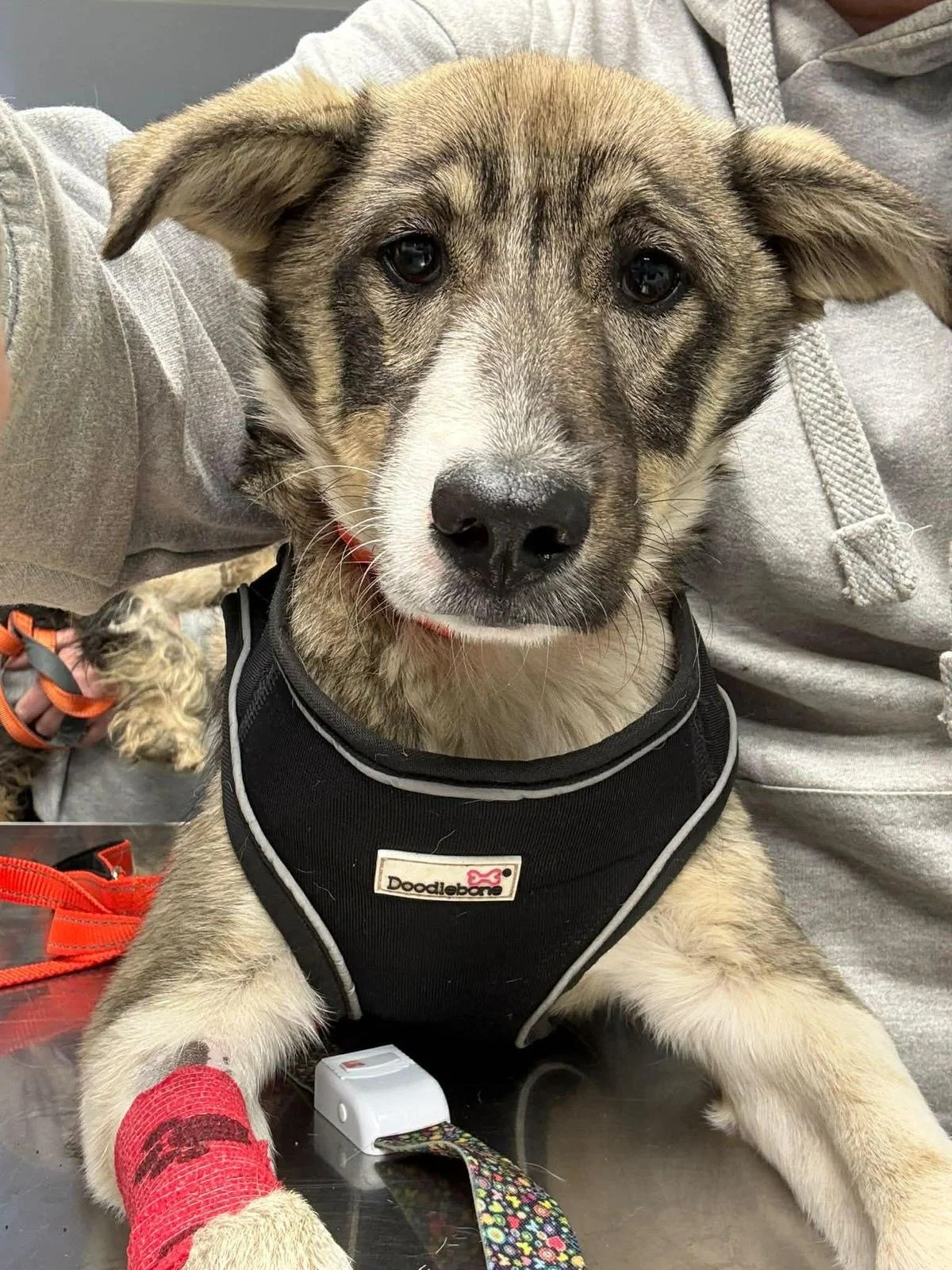 Meet Pecan - Adopted