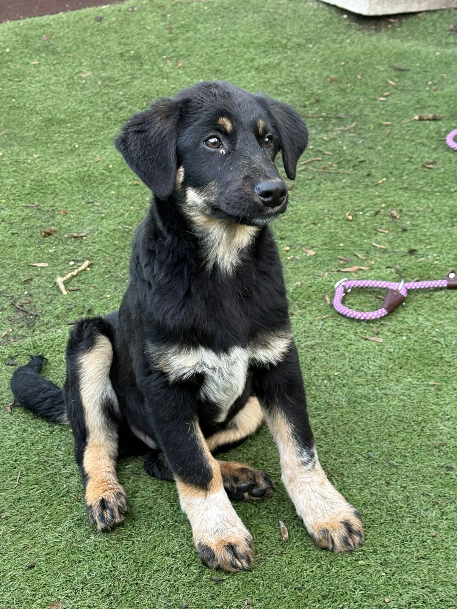 Meet Espresso - Adoption Pending