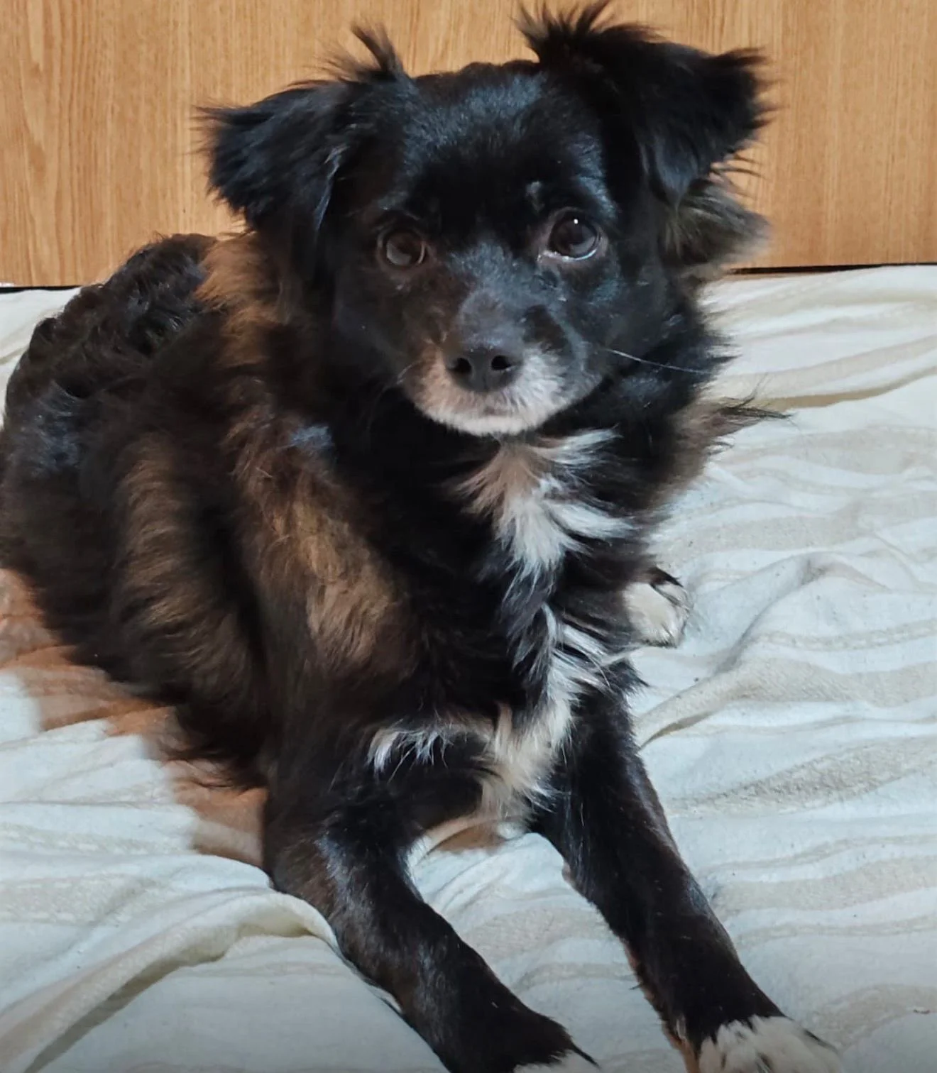 Lira - Adopted