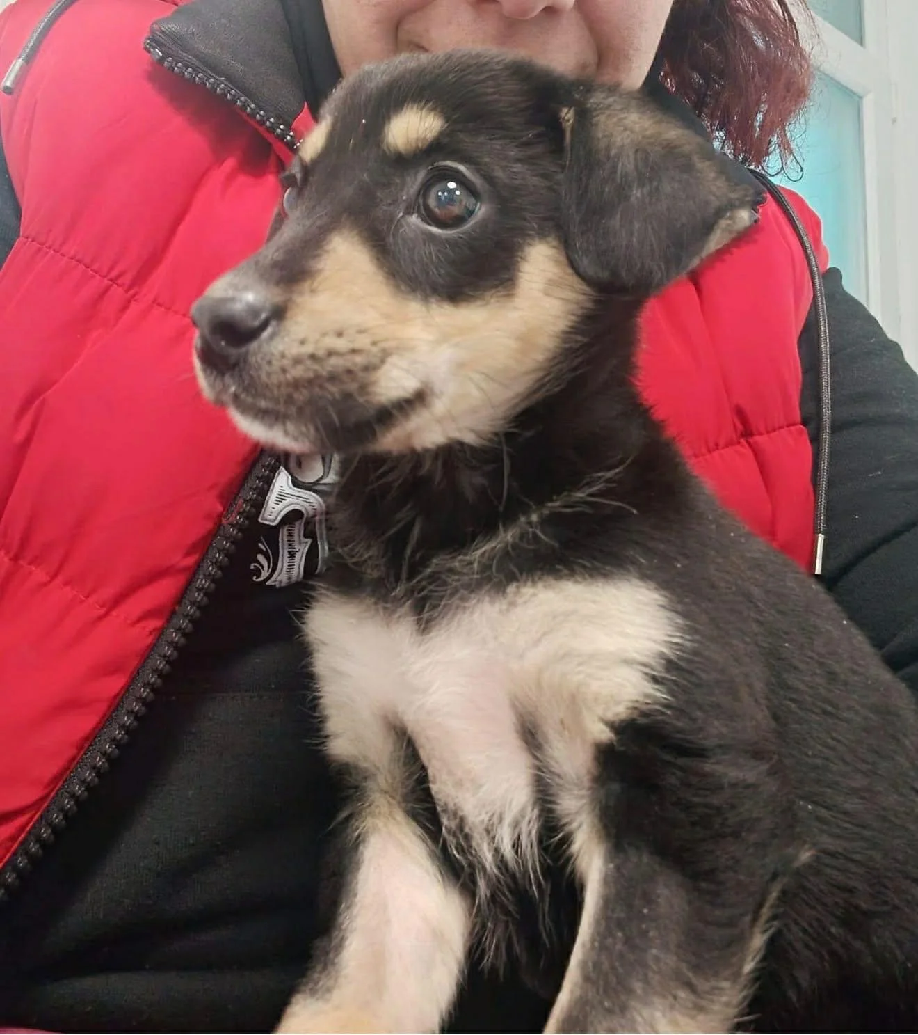 Meet Twinkle - Adopted