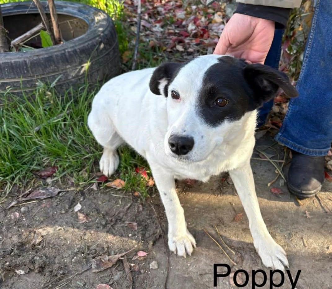 Poppy - Adopted
