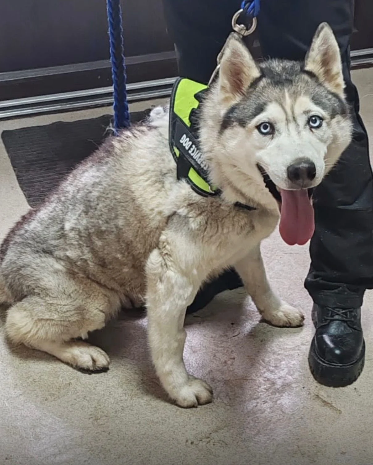 Meet Lady - Our small Singing Husky Looking for a foster or forever home