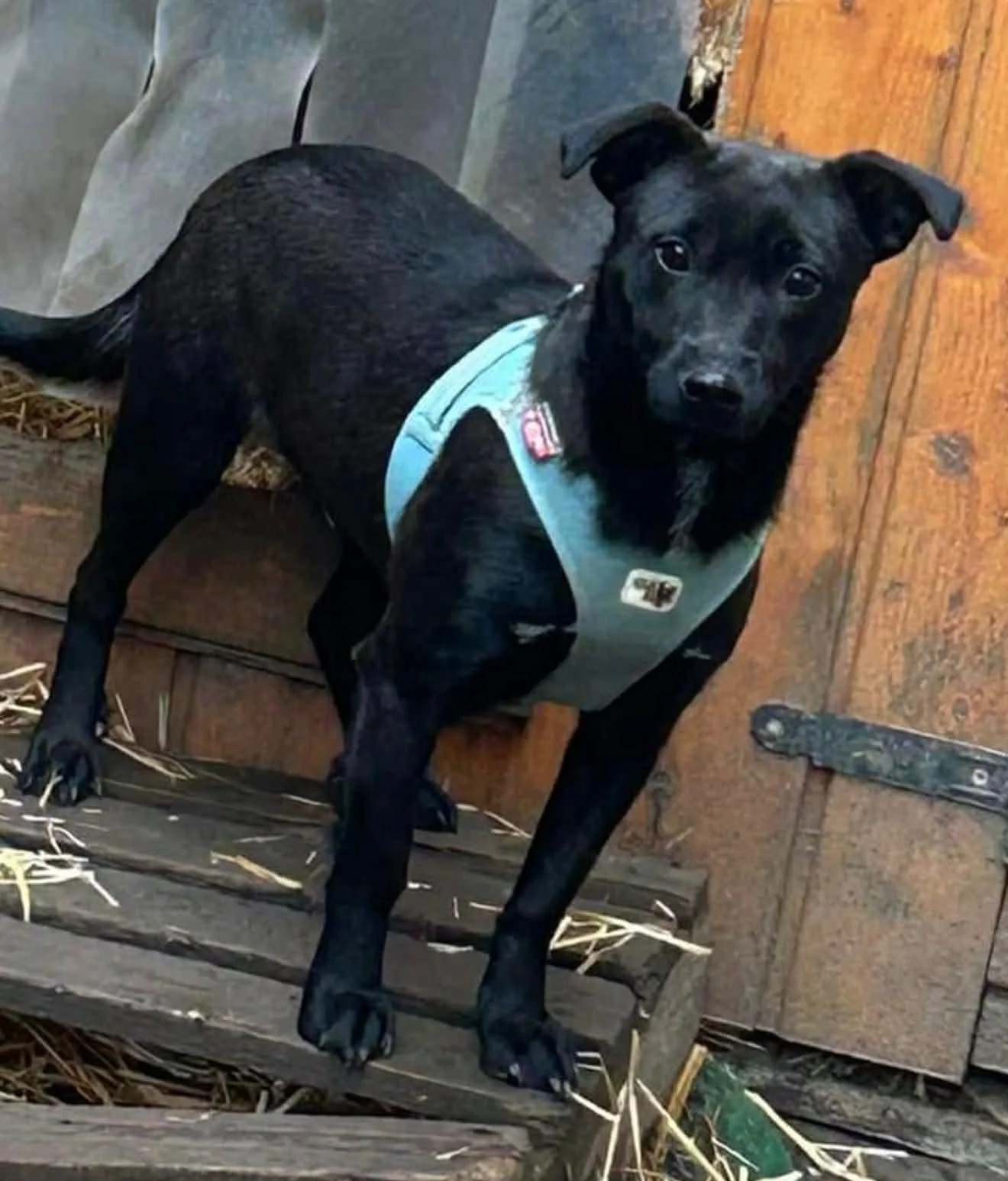 Moonie - Adoption Pending