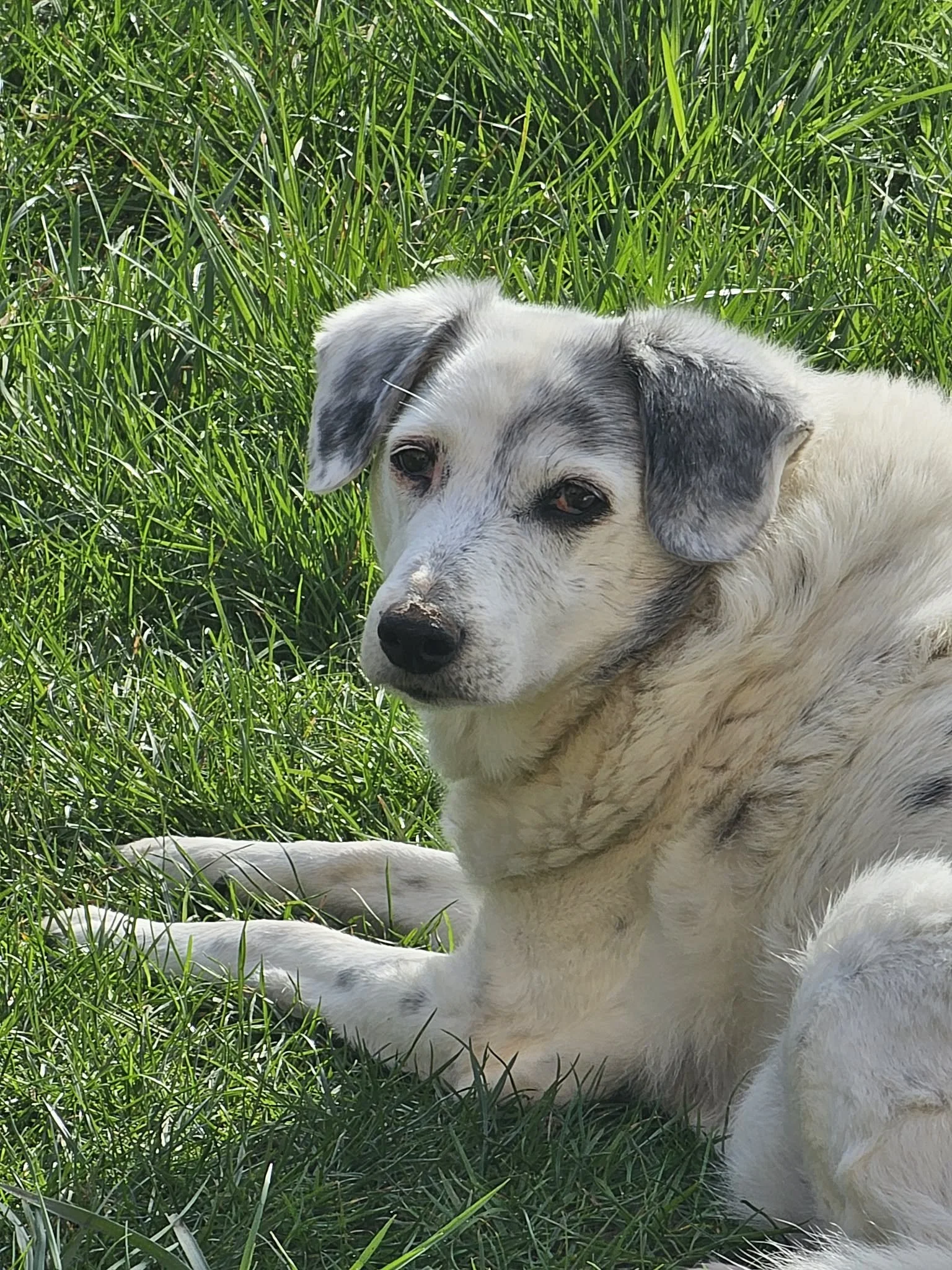 Dear Evy in her twilight years needs a new home.