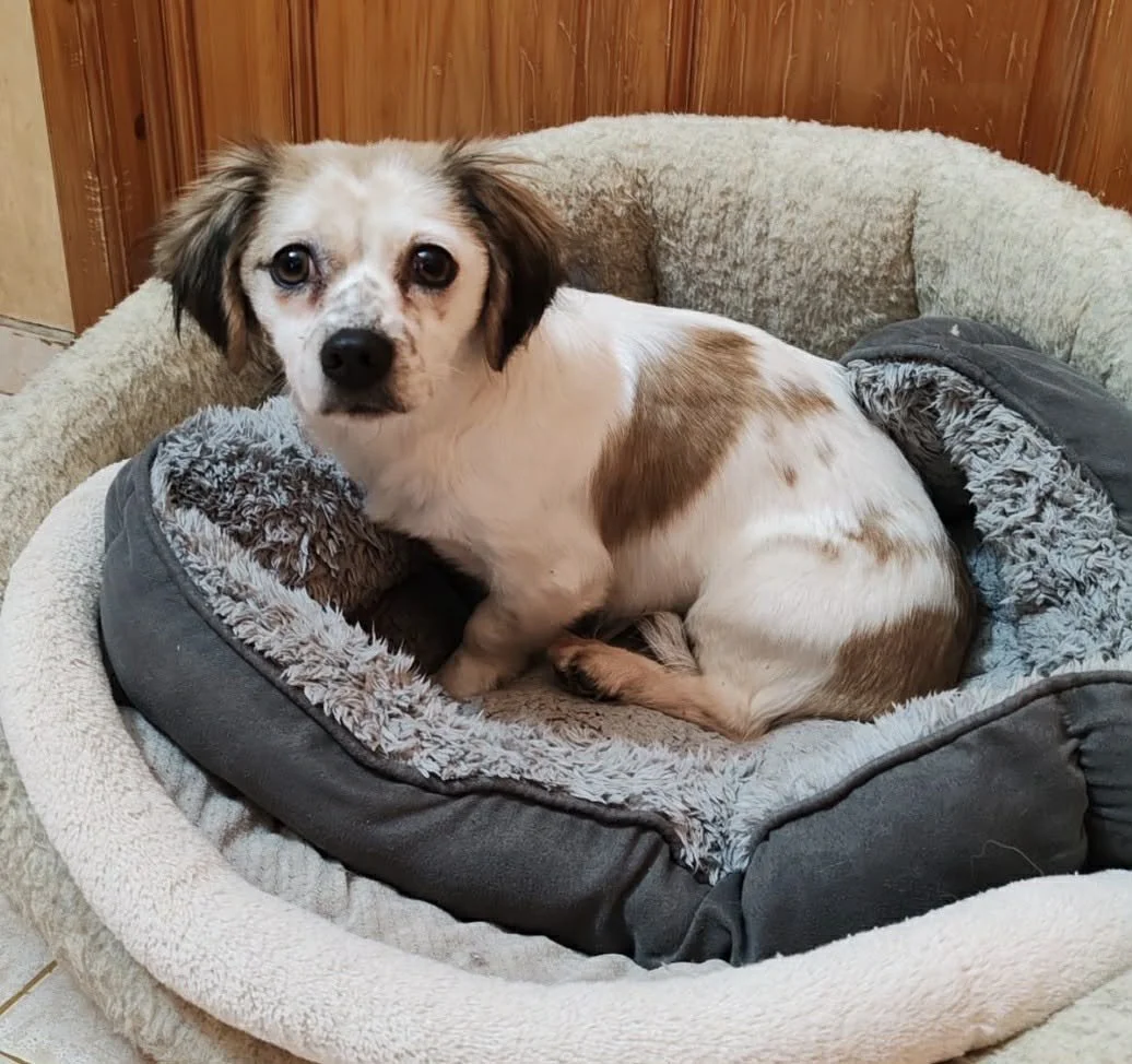 Sivonne - Adopted