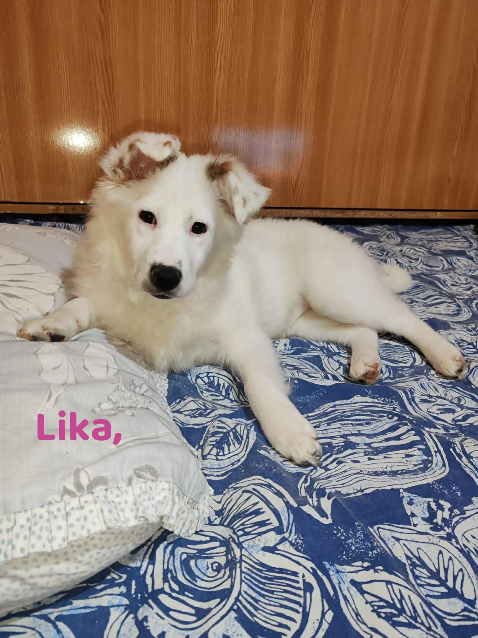 Meet Lika, a truly special deaf puppy whose world is built on trust, love and connection.
