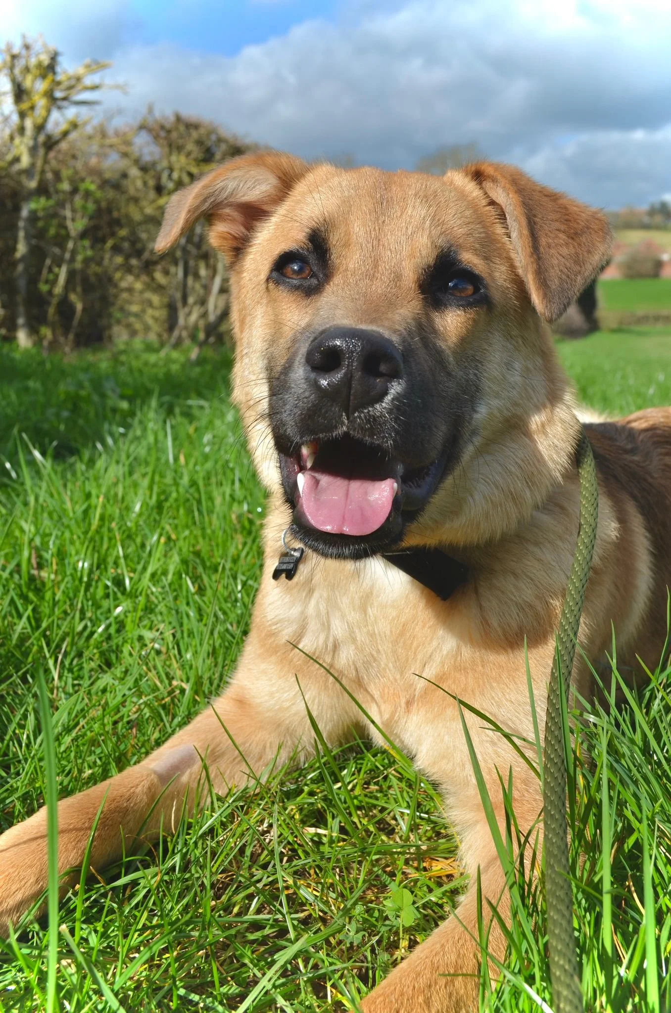 Say hello to Mocacino, a bright and loving companion 