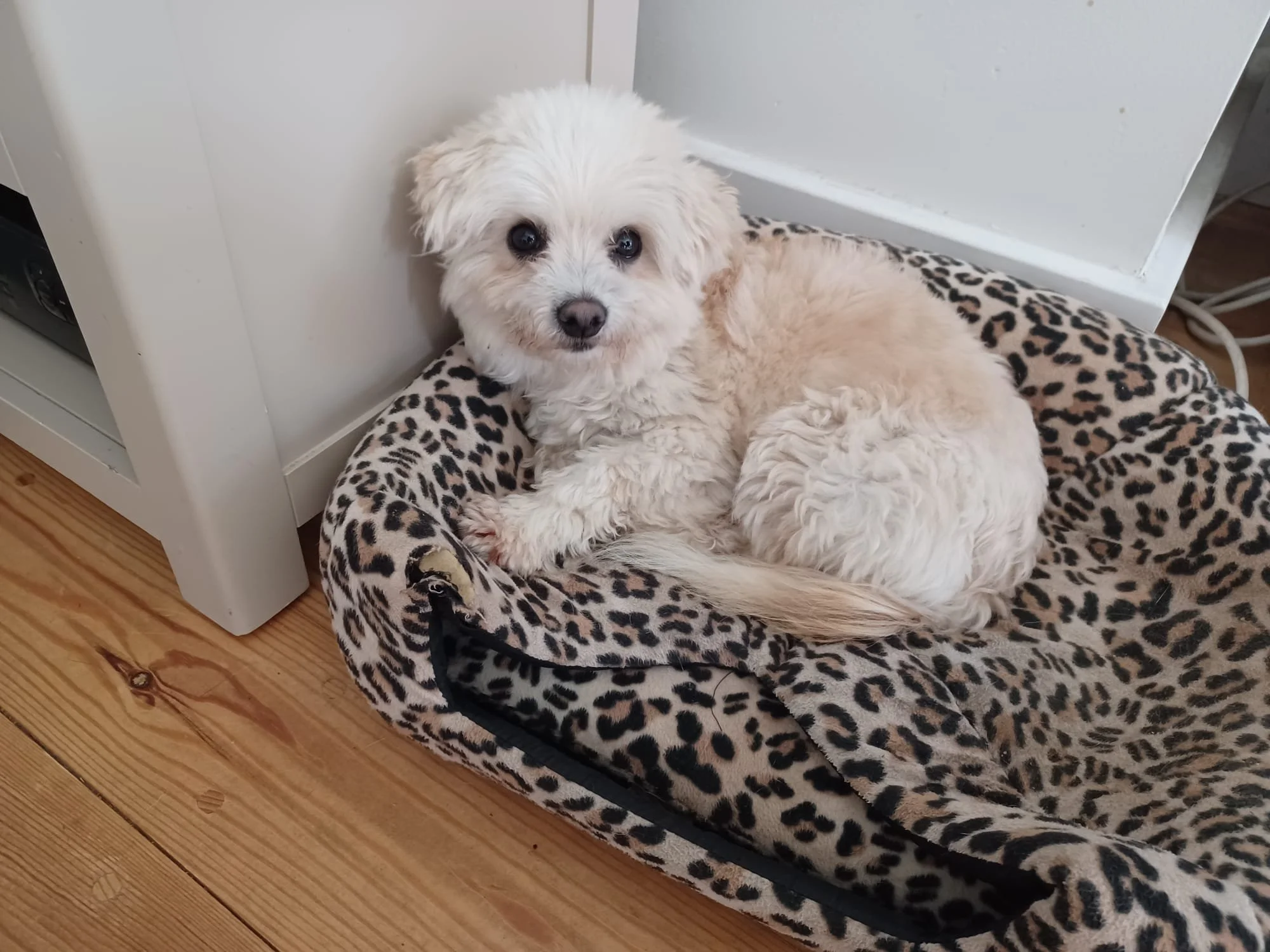 Zurie may be small, but she’s got a big heart to give.