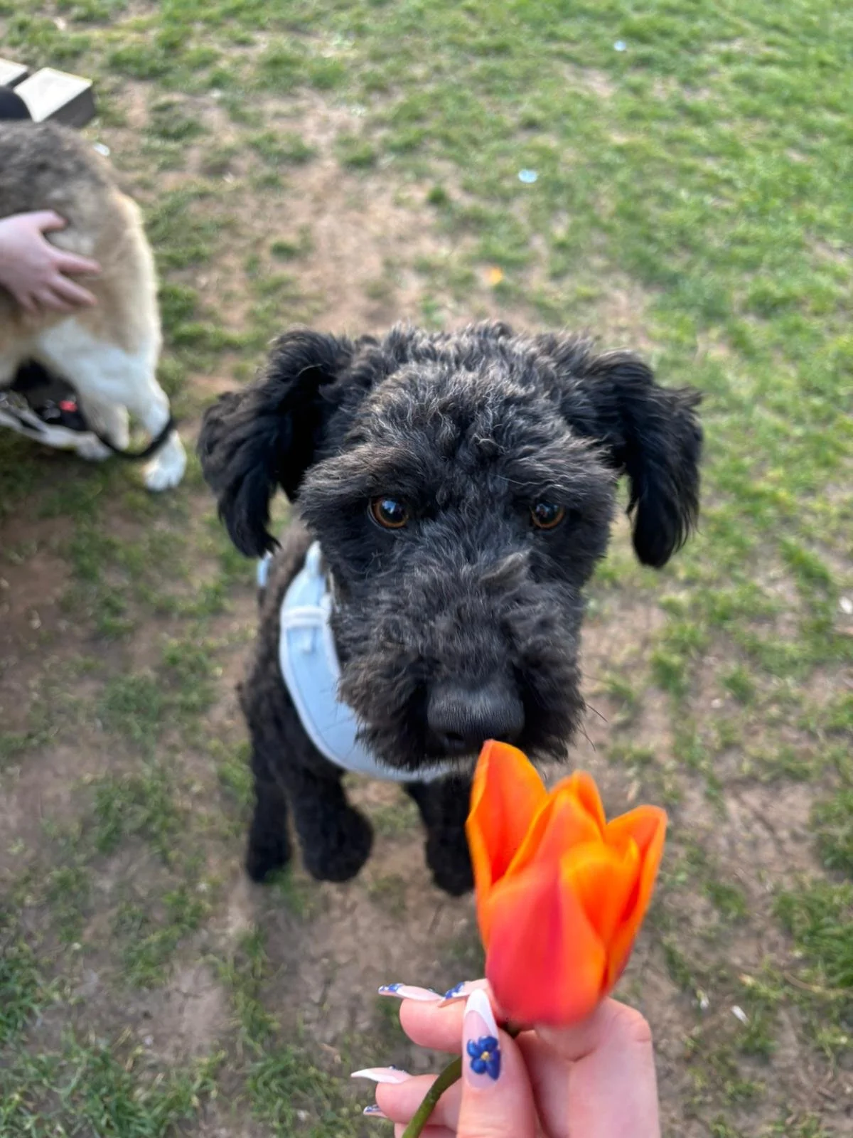 Meet Sheepy