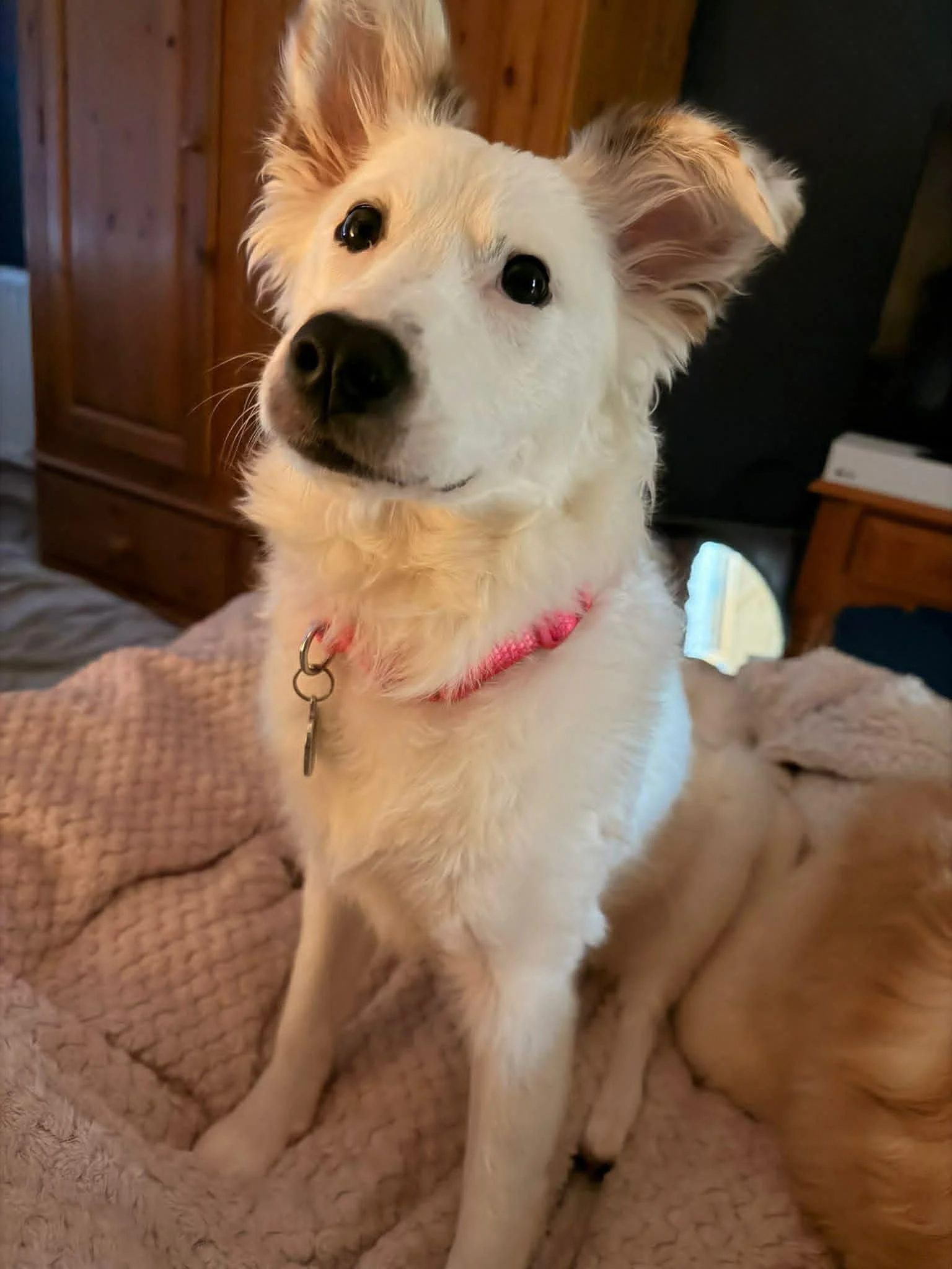 Meet Lika, a truly special deaf puppy whose world is built on trust, love and connection.