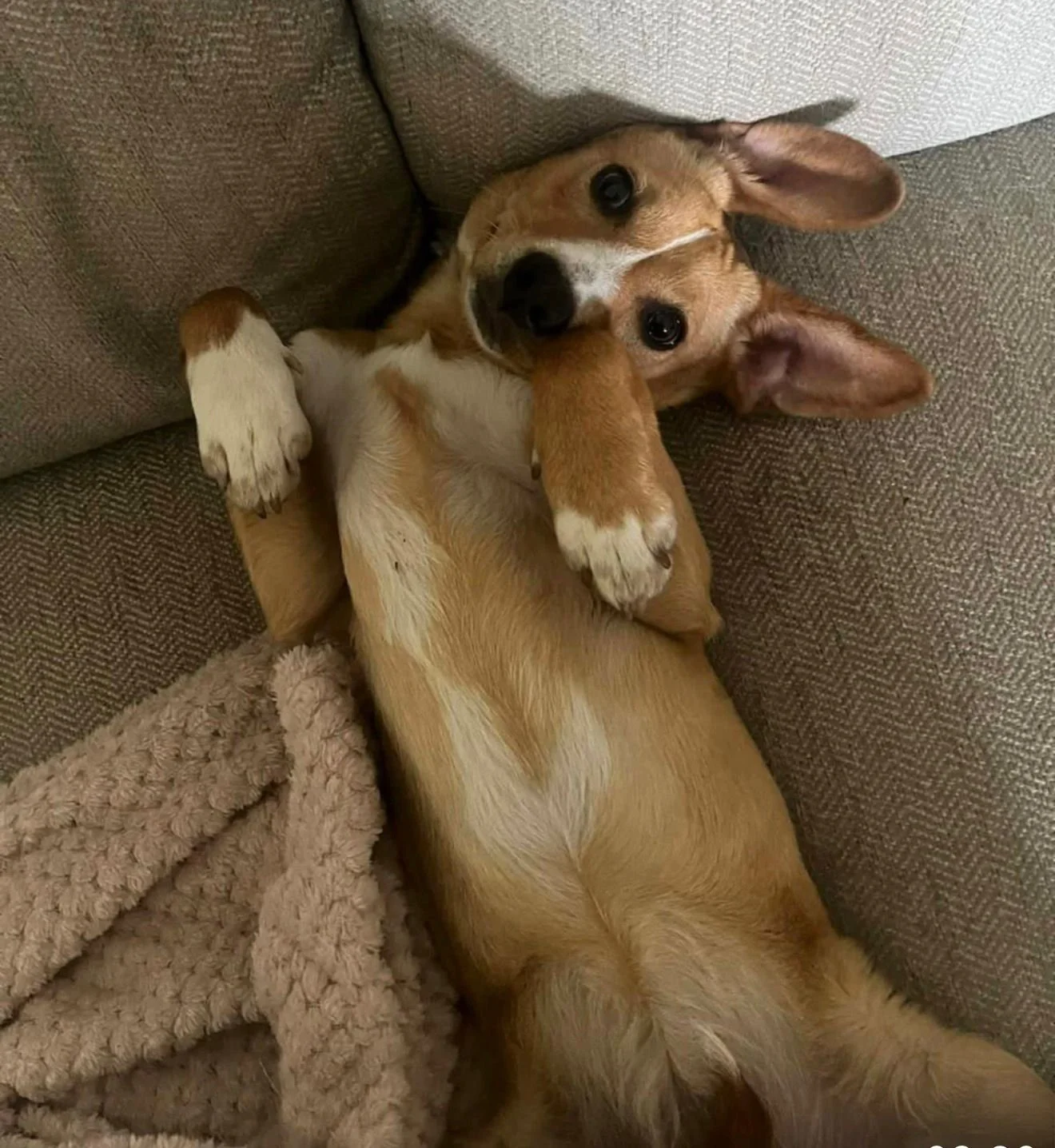 Meet Pollie