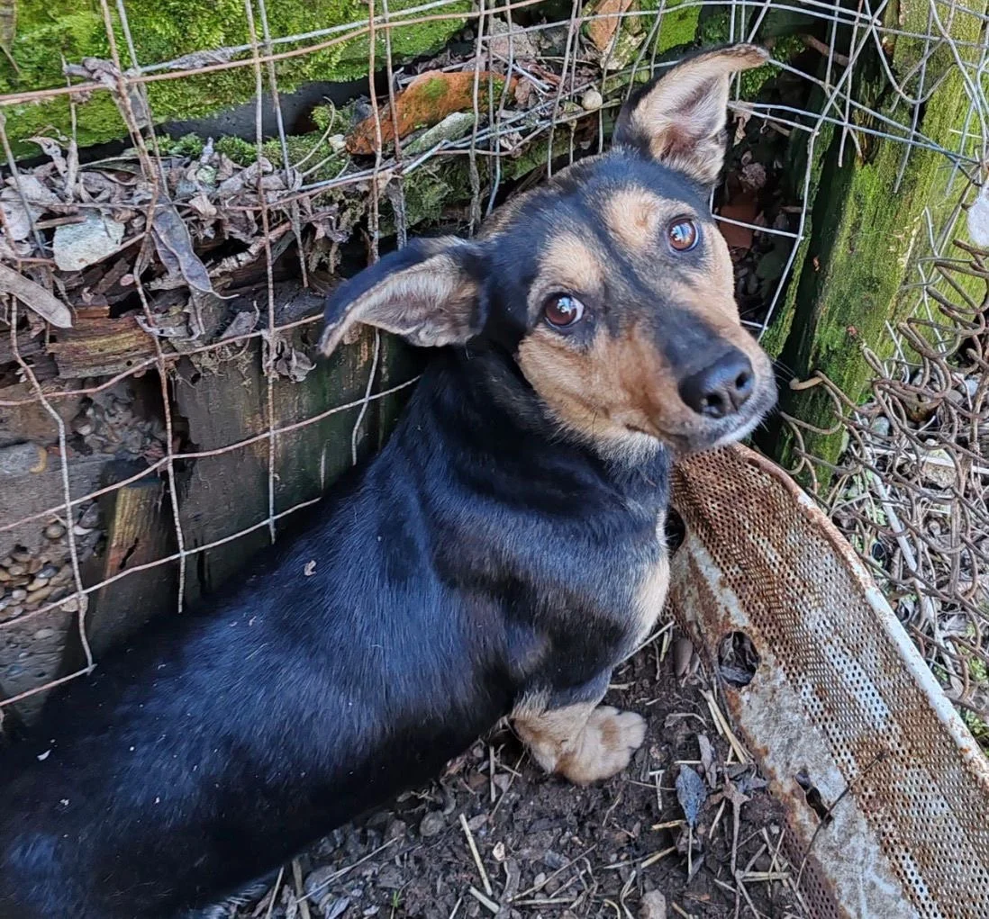 Meet Peppa
