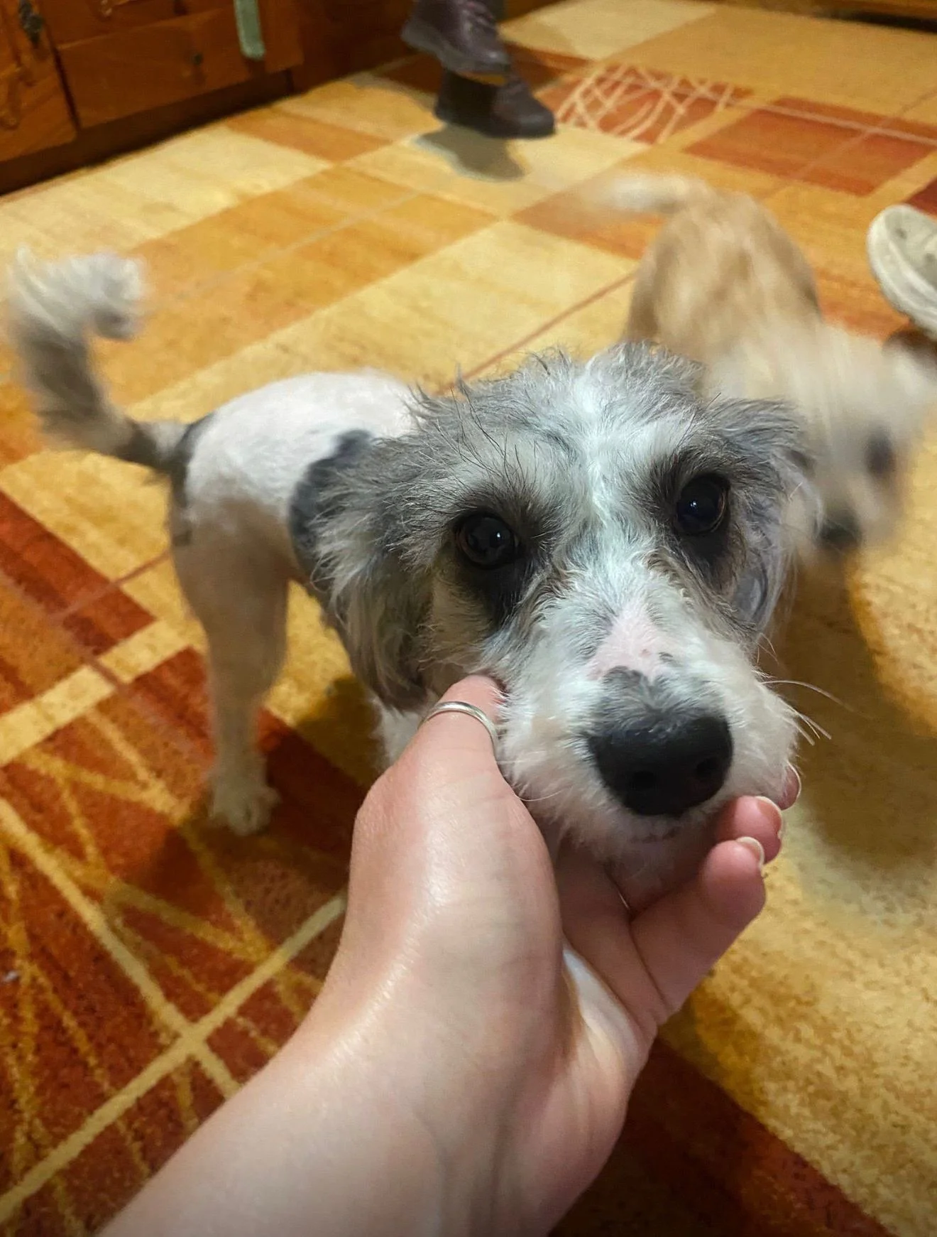 Chiara - Adopted