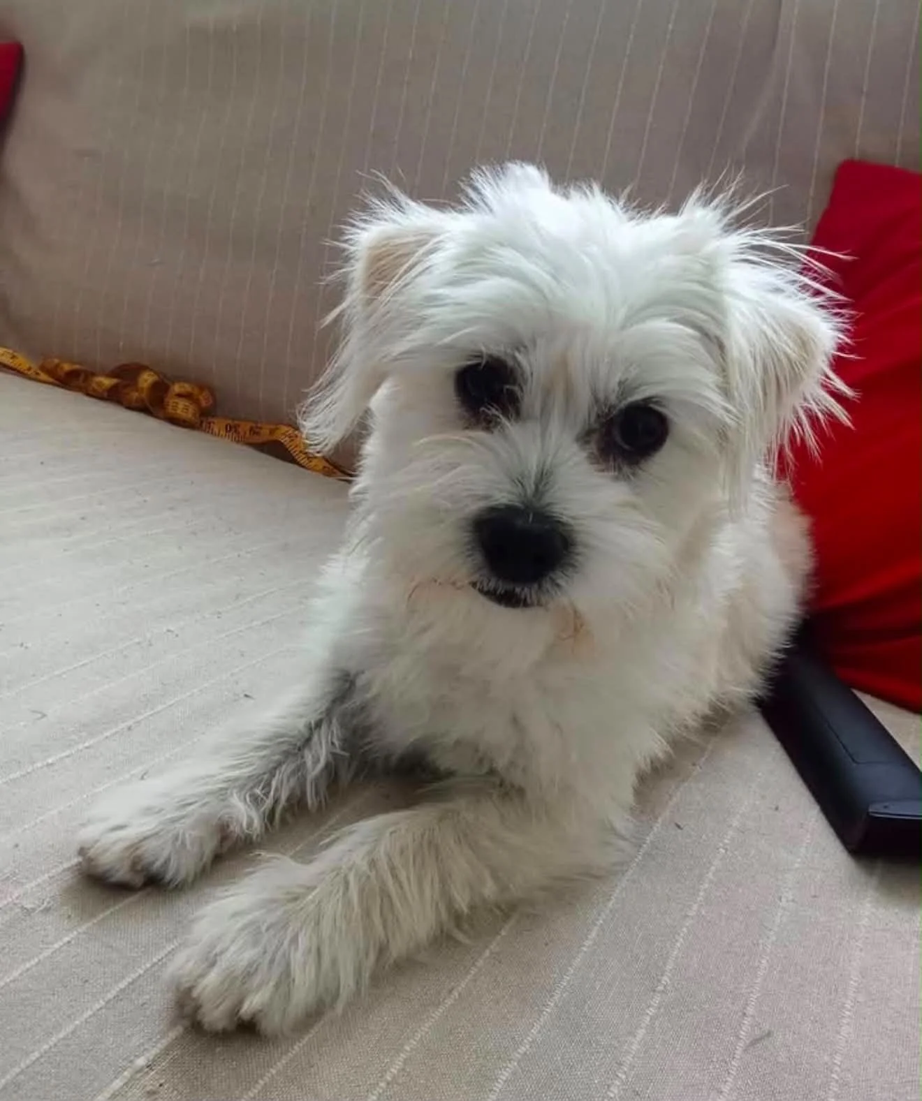 Snowdrop - Adopted