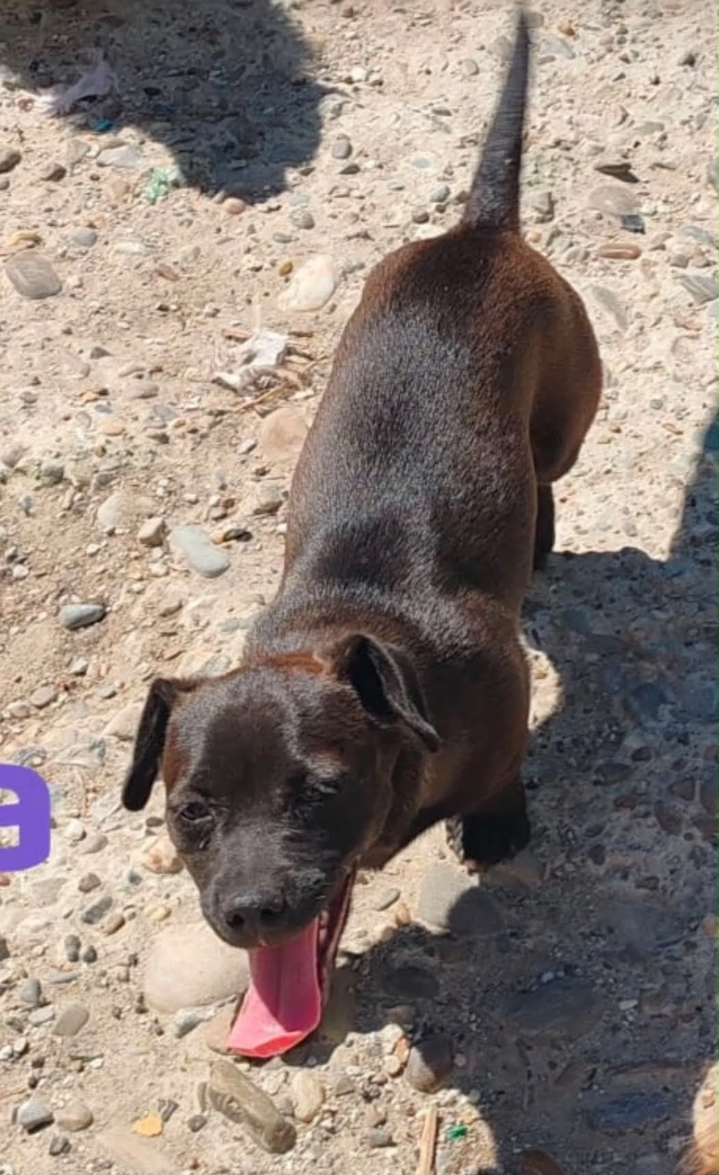 Lilla Adopted
