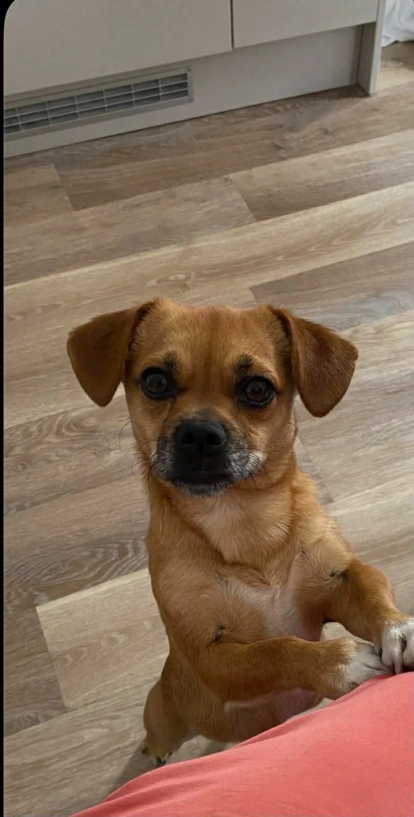 Meet Speedy