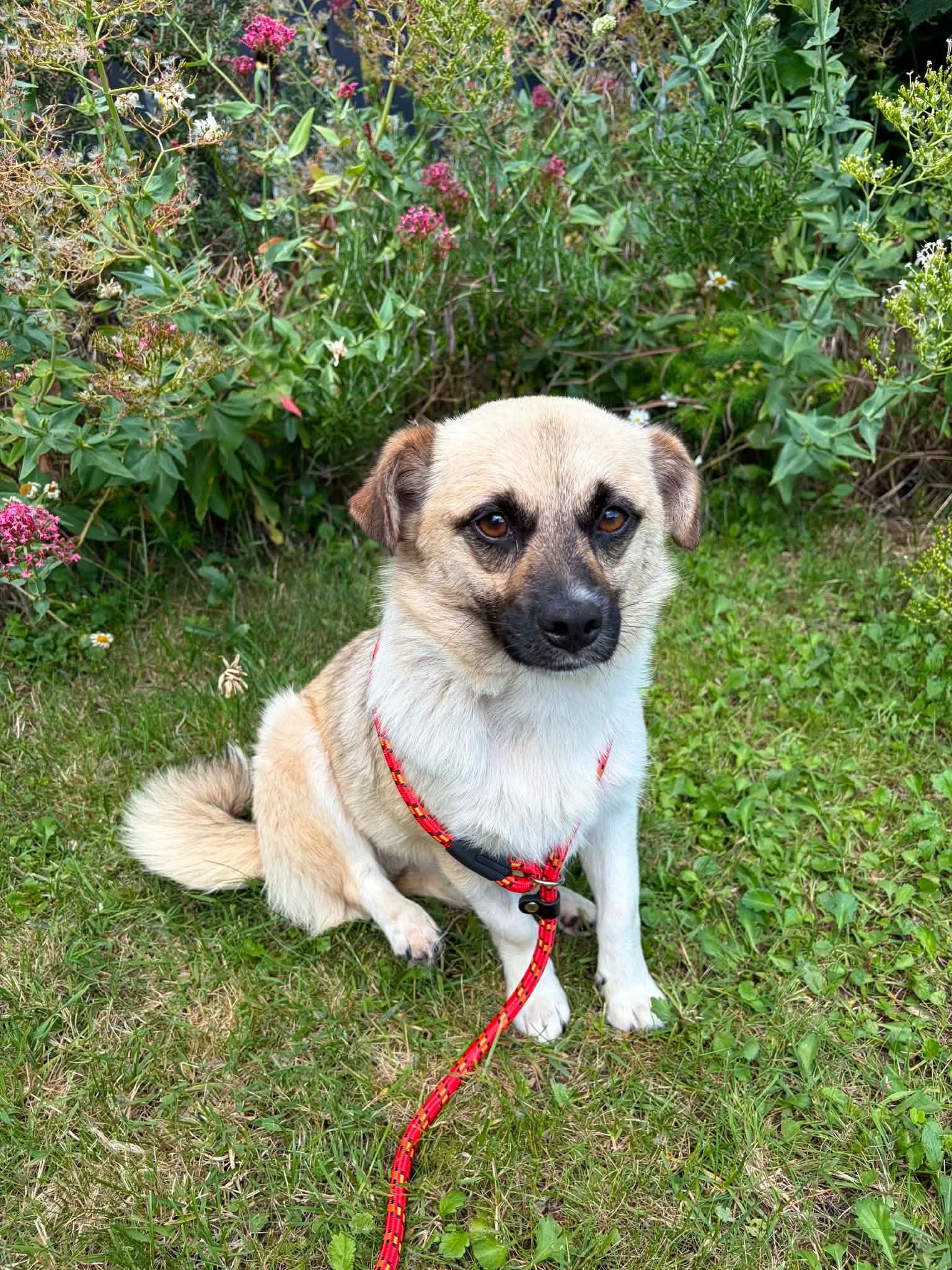 Kiko - Reserved