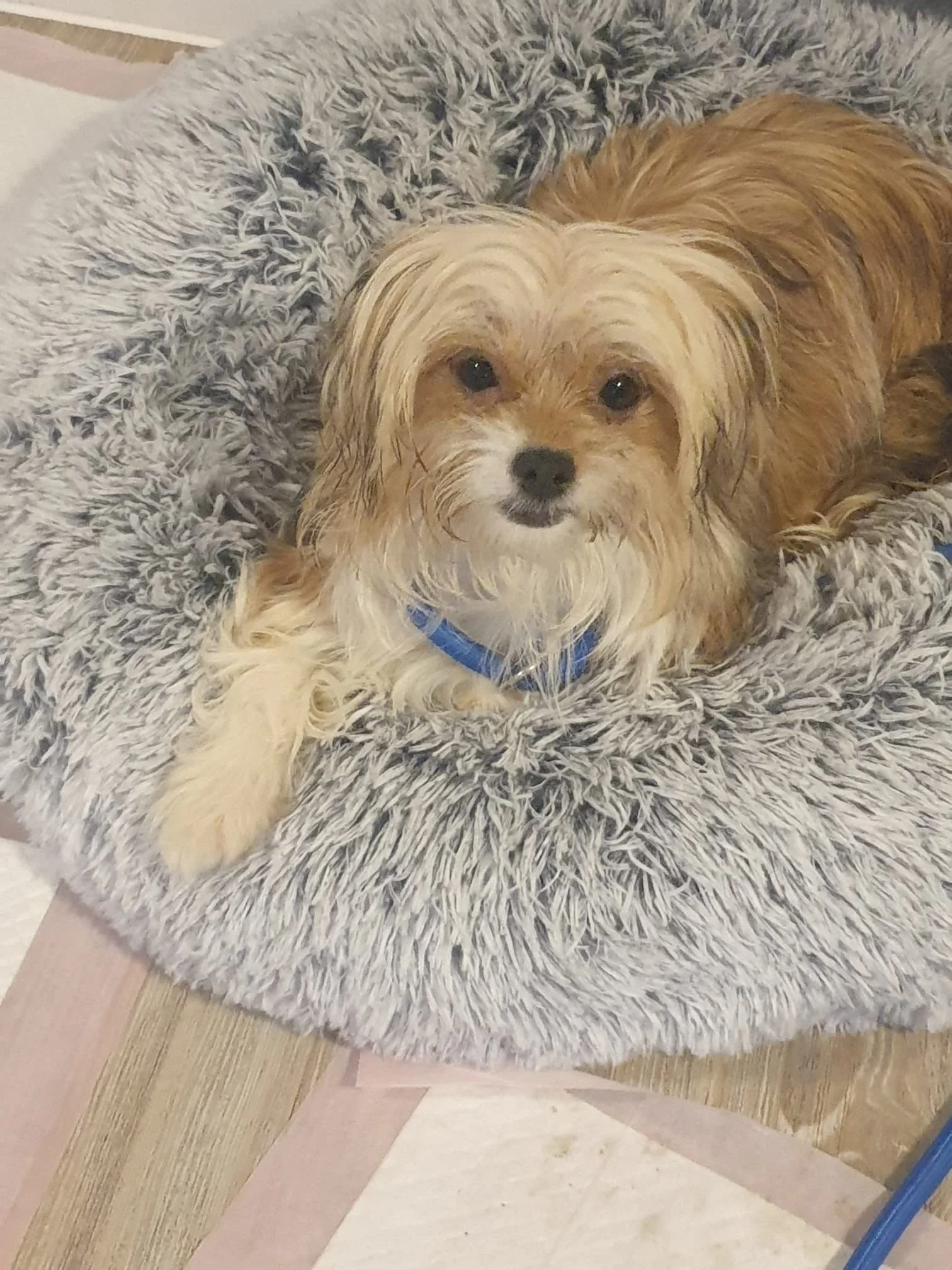 Cherise - Adopted