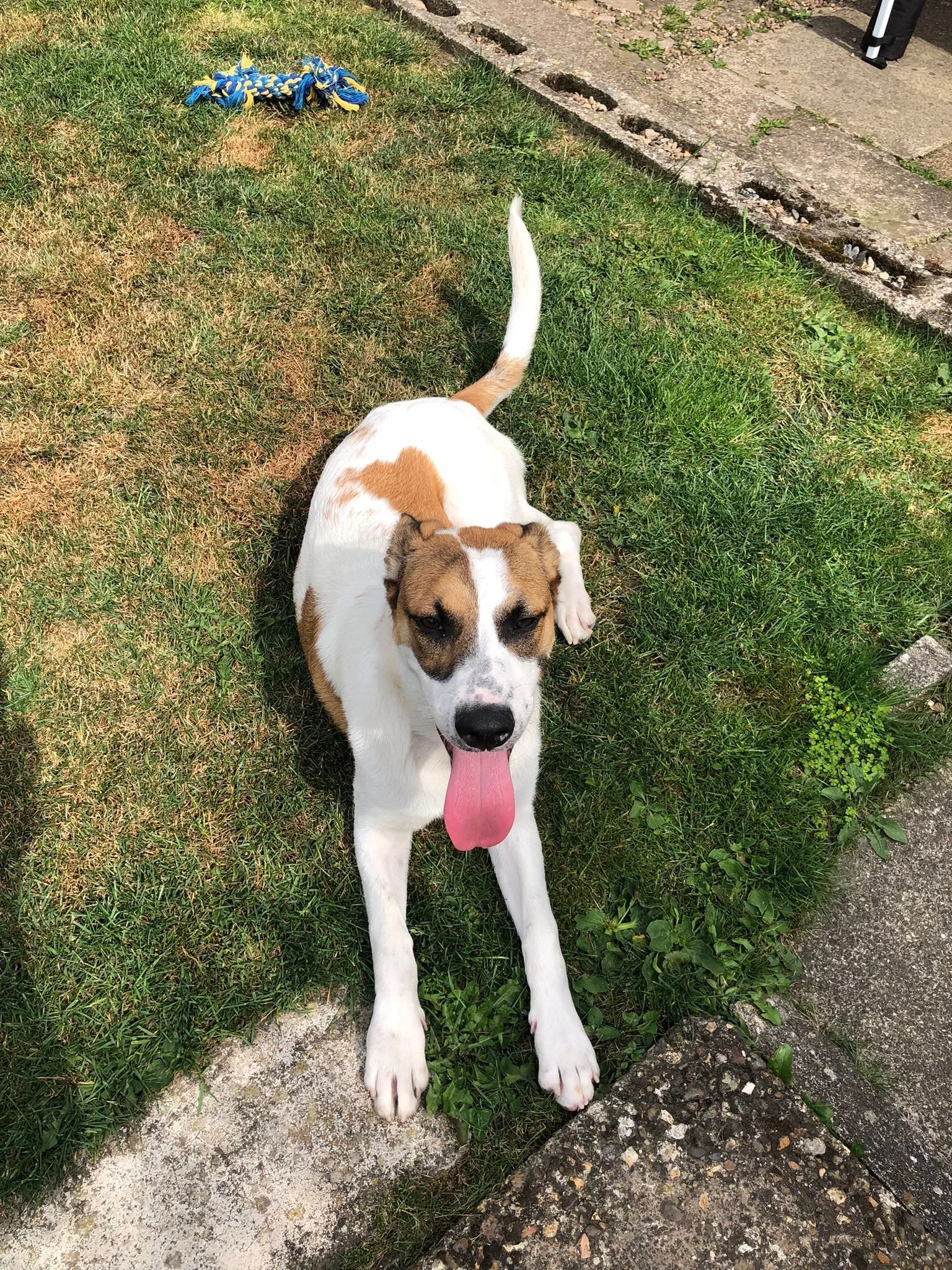 Jillie - Adopted