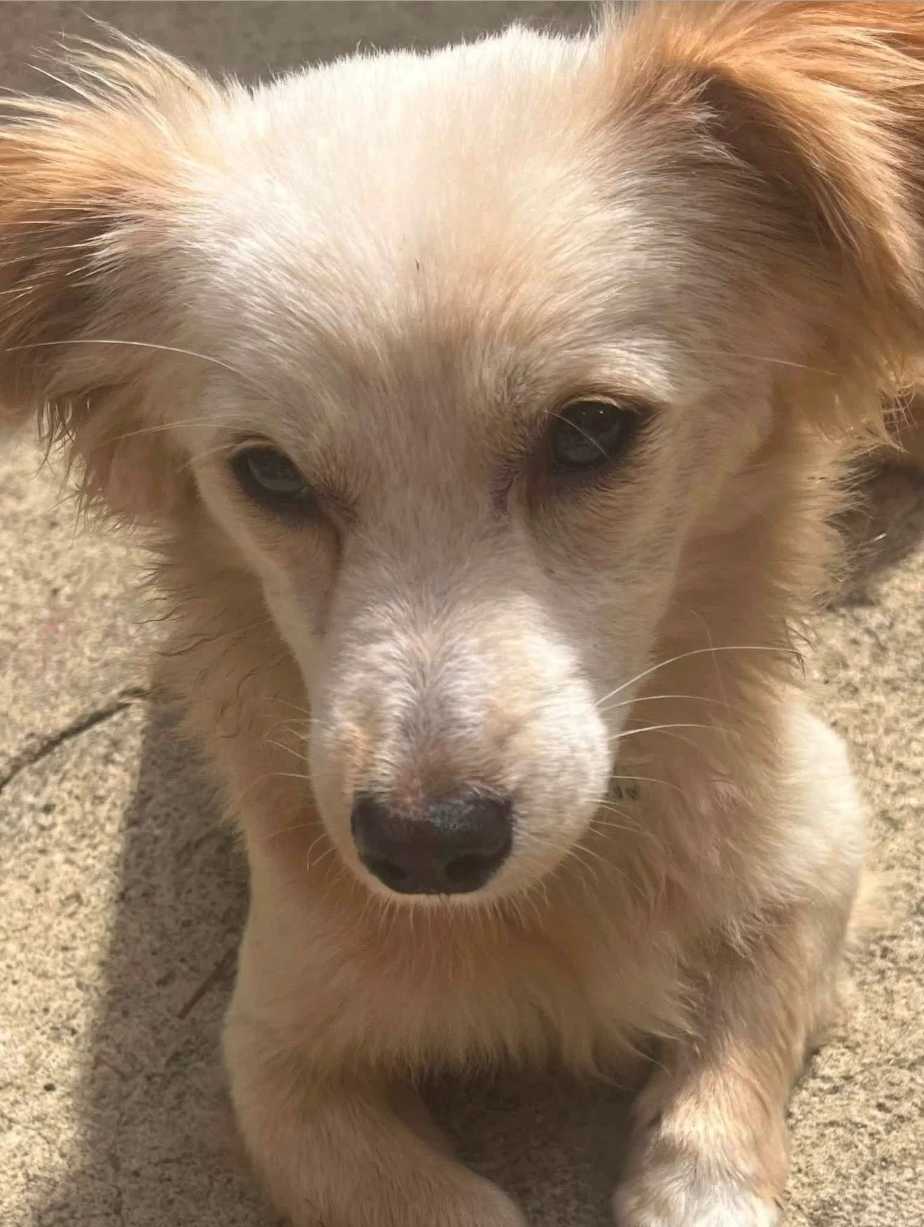 Binny - Adopted