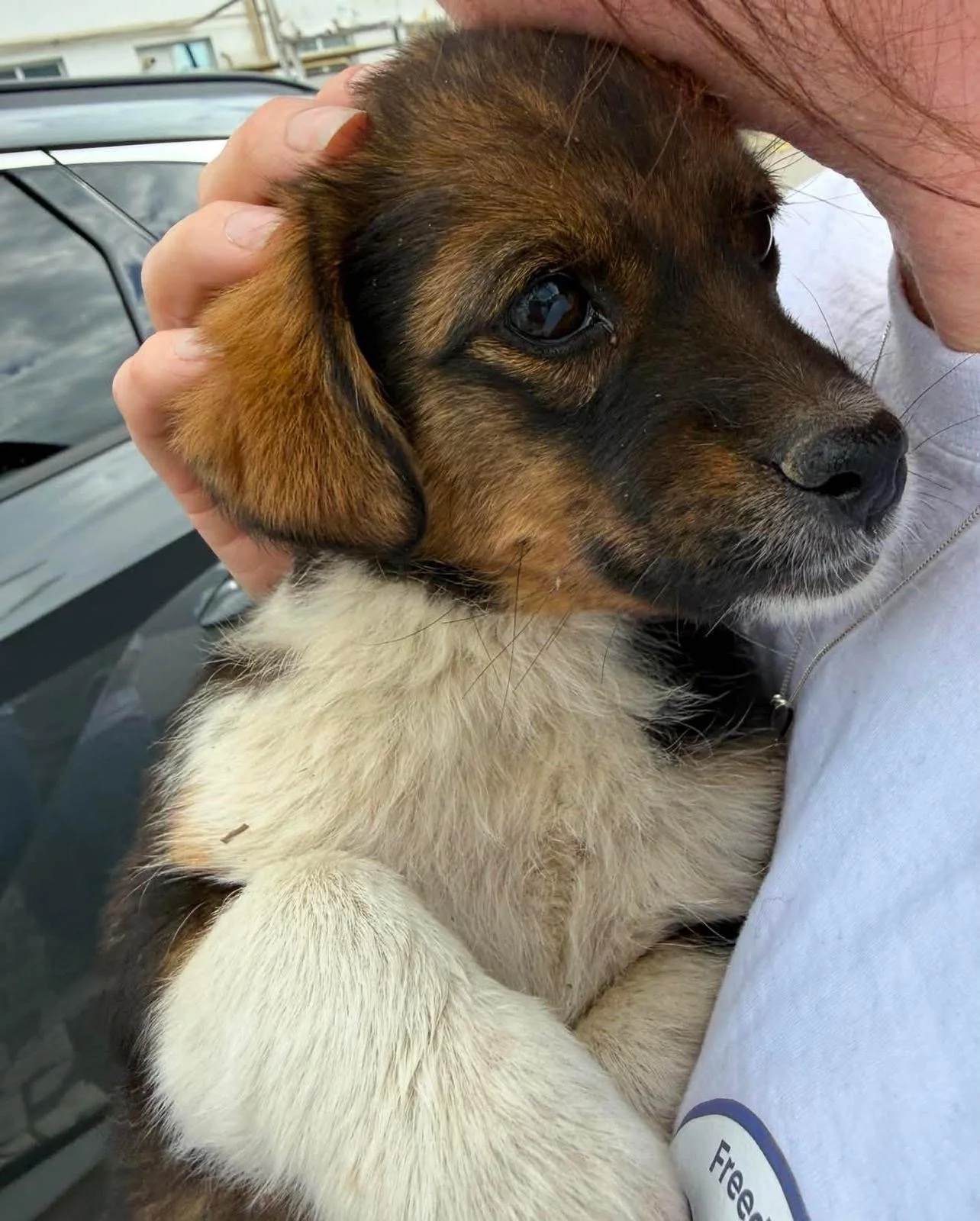 Lala - Adopted